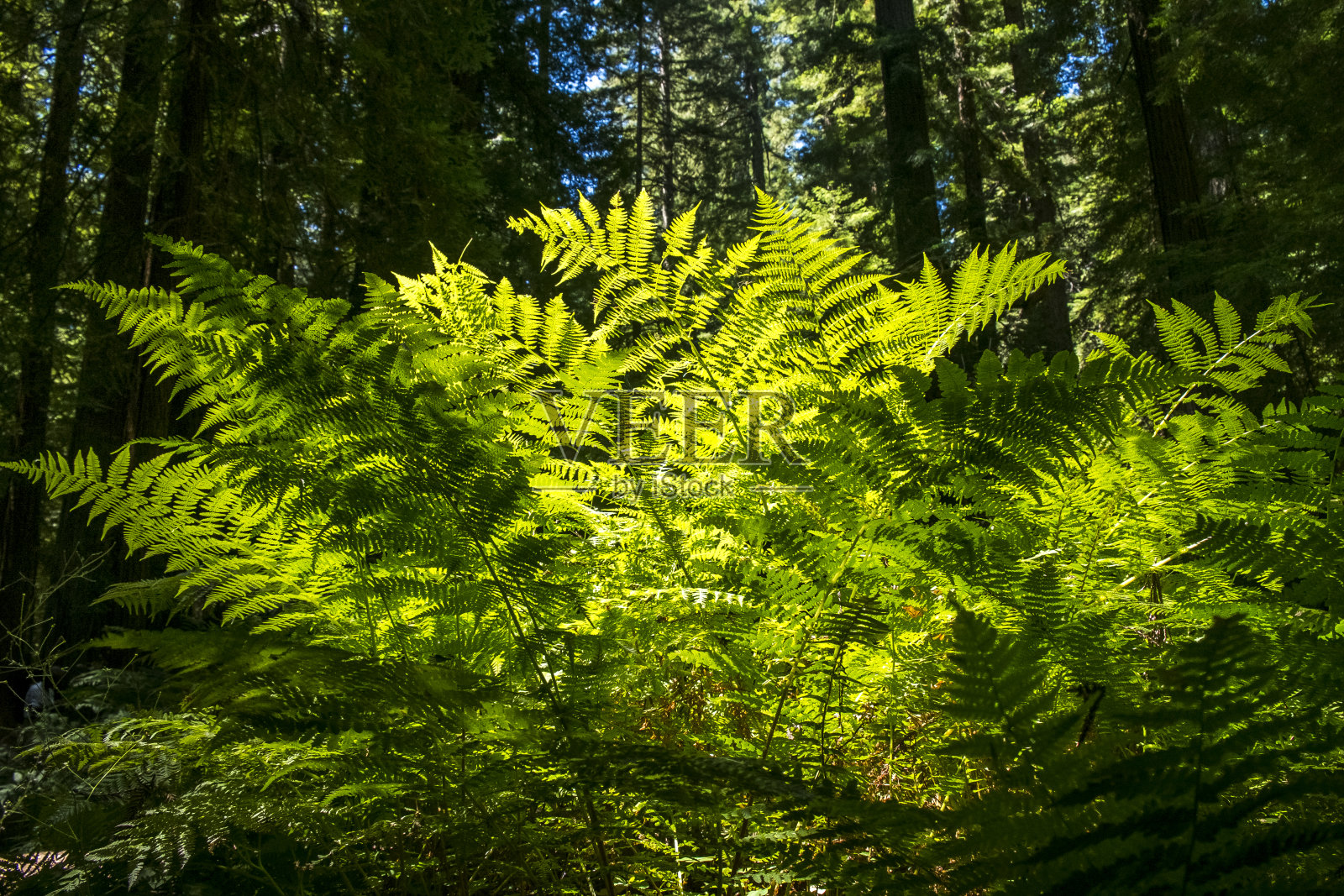 加州洪堡红杉州立公园的蕨类植物照片摄影图片