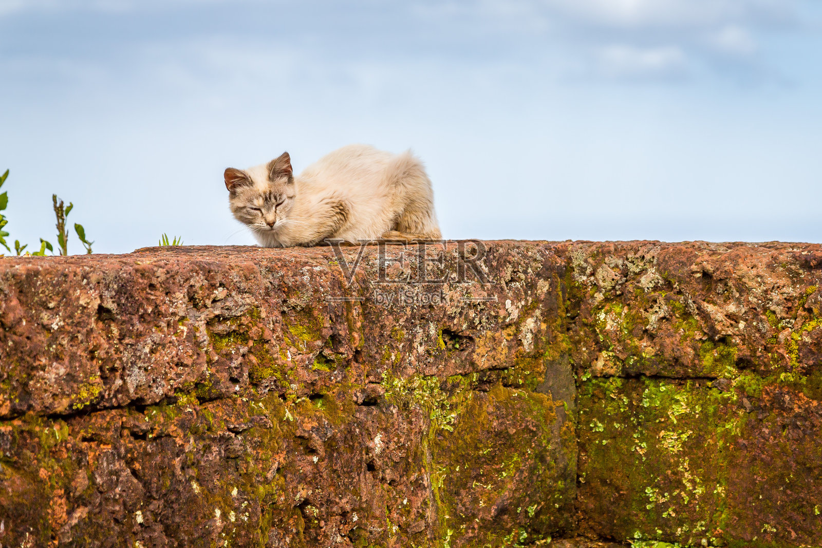亚速尔群岛的猫照片摄影图片