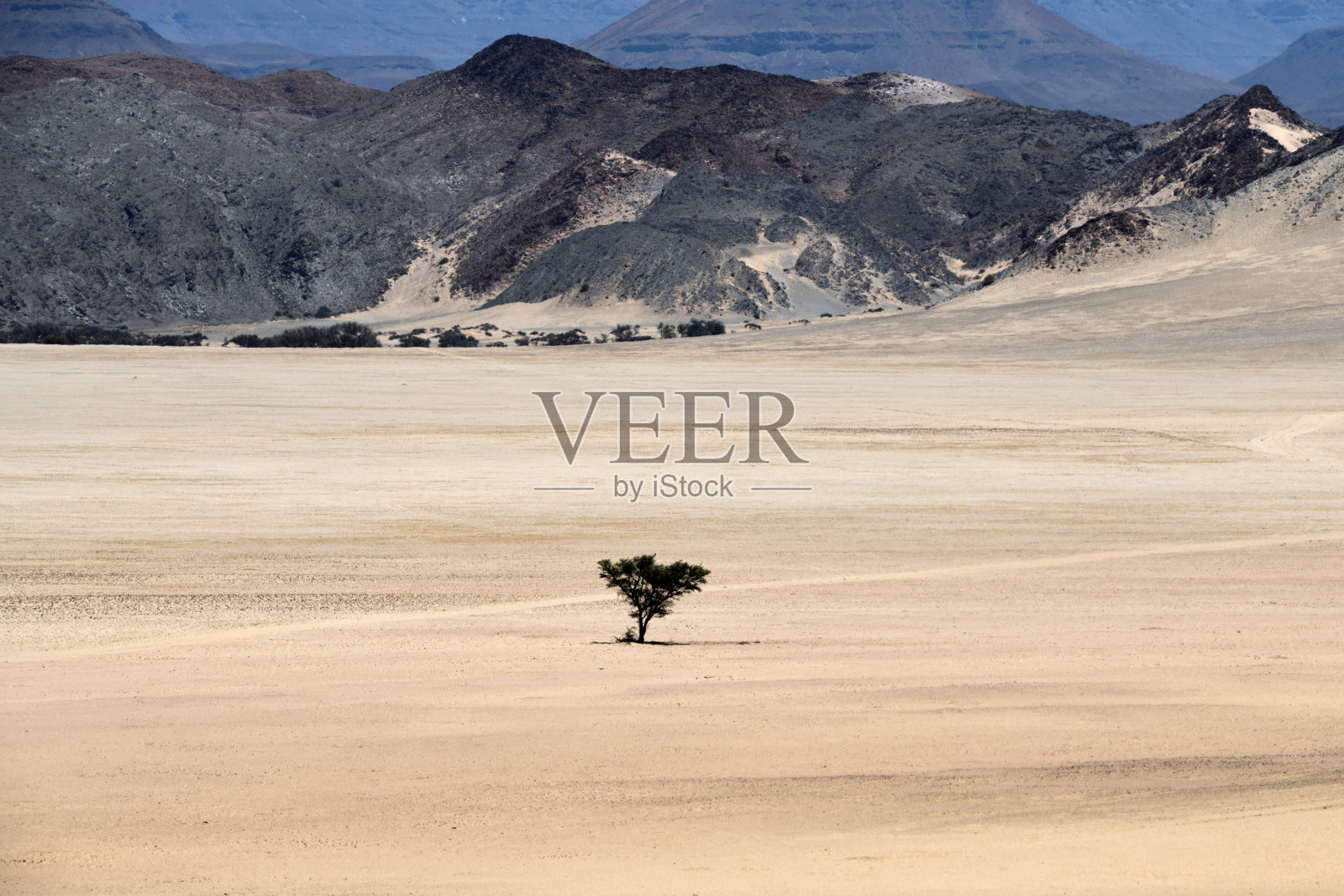 纳米比亚，De Riet附近的Aba-Huab河附近的沙漠平原上的一棵树照片摄影图片