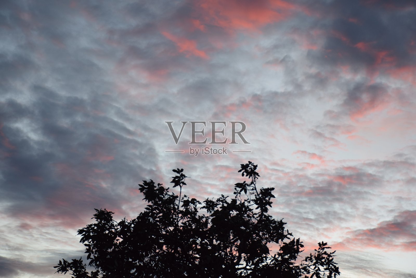 树顶的美丽图片照片摄影图片