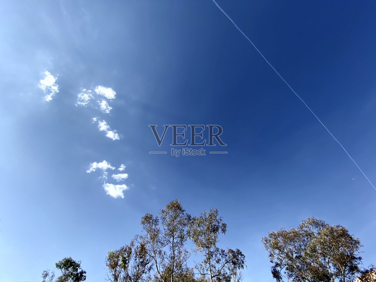 树木在蓝天白云之上照片摄影图片