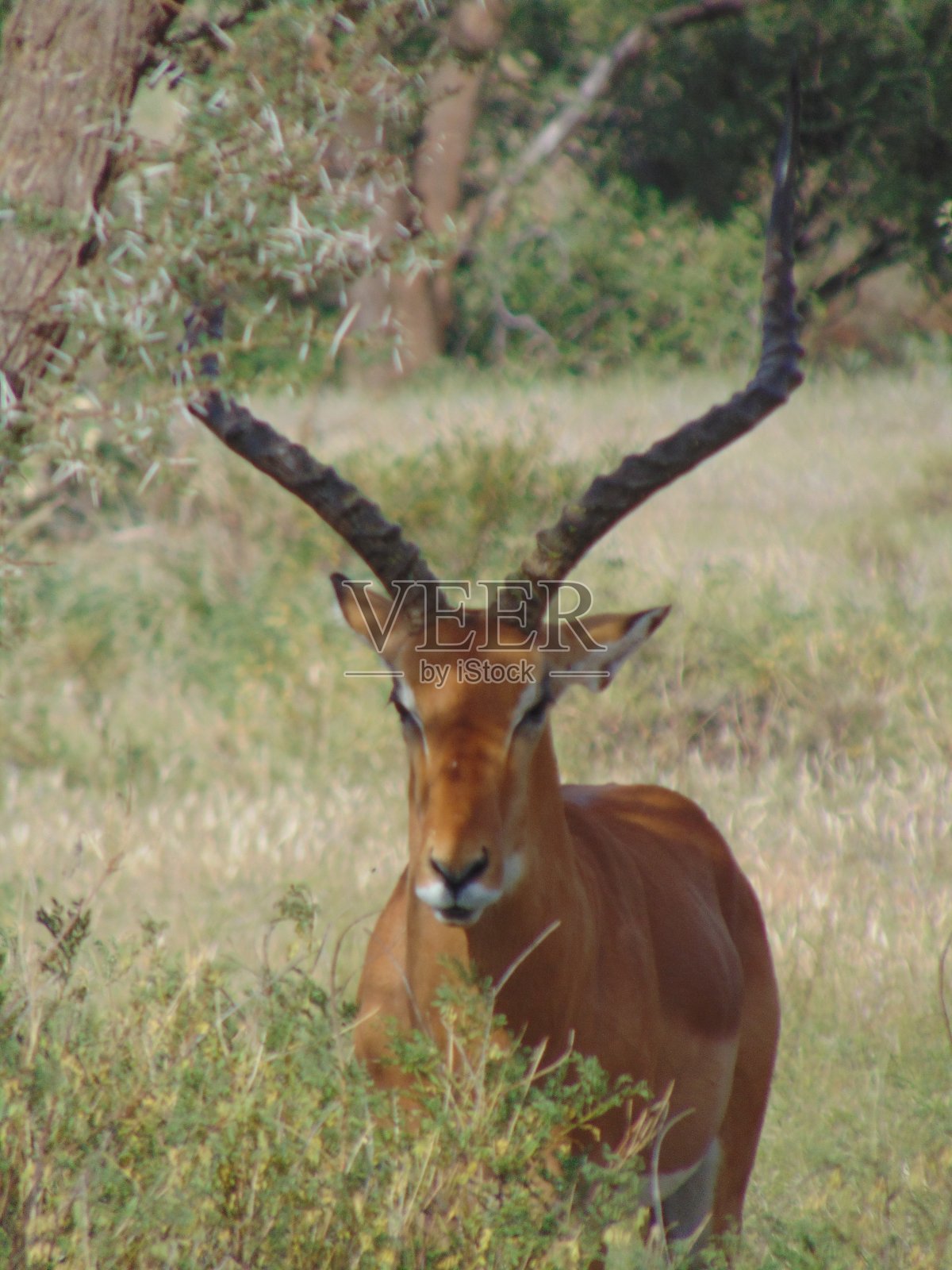 野生羚羊照片摄影图片