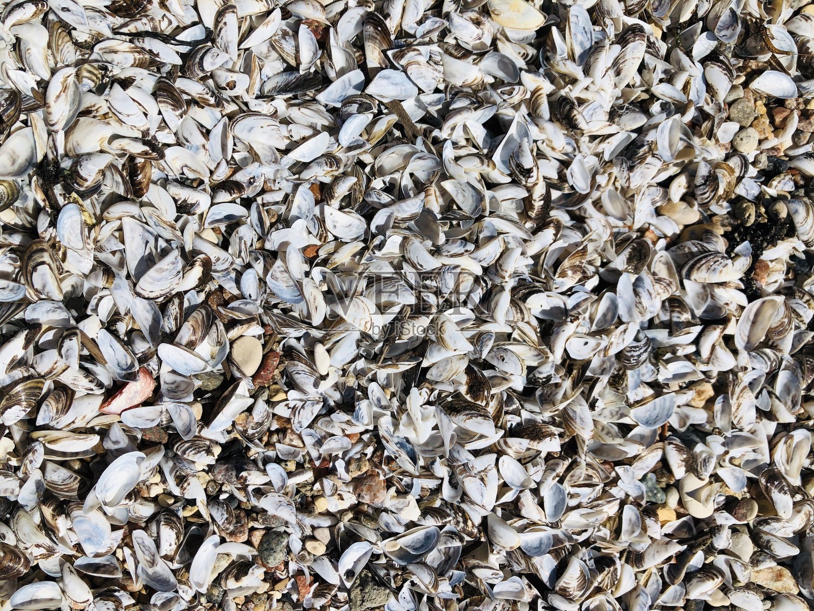 斑马Musslels照片摄影图片