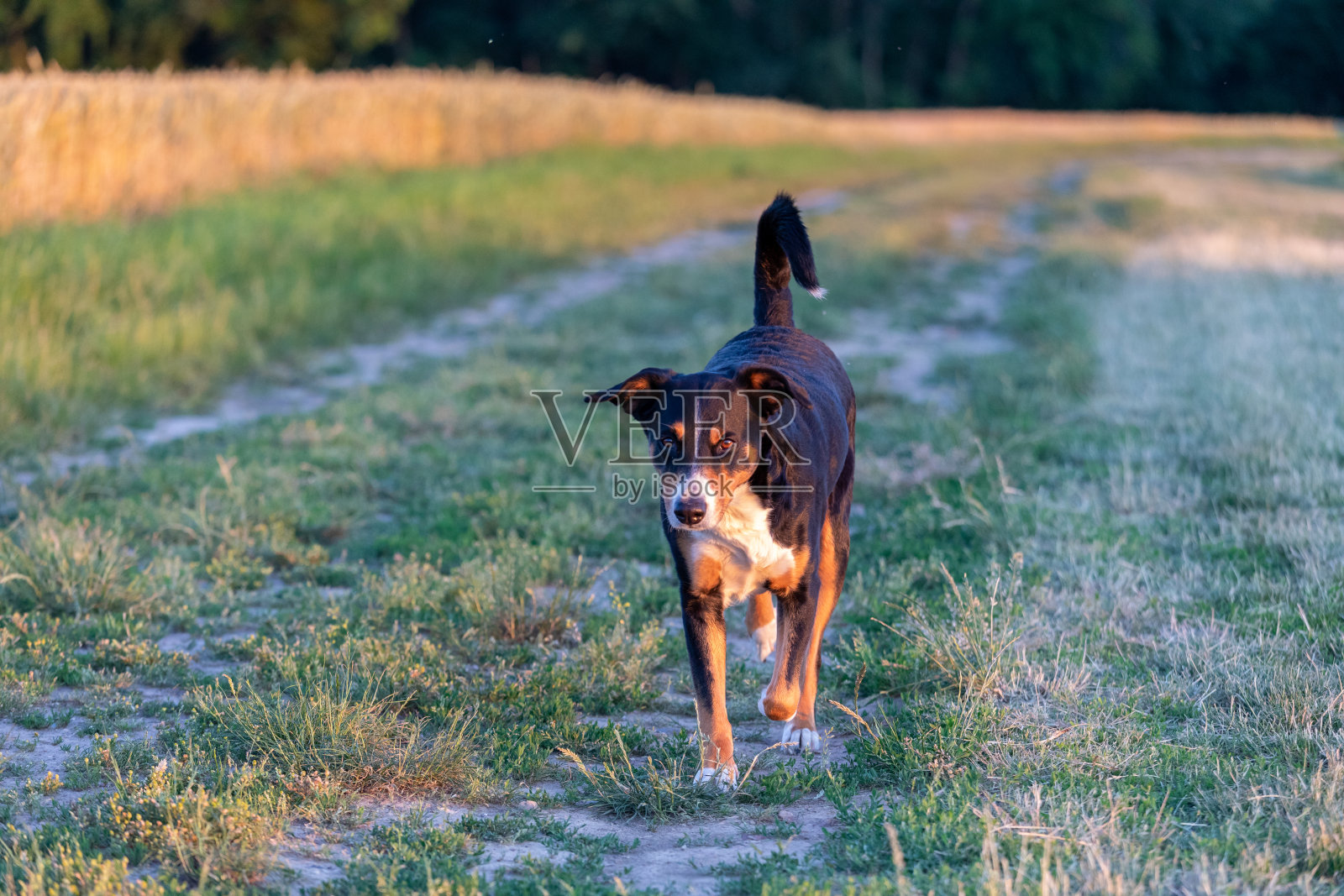 日落时，狗坐在草地上照片摄影图片