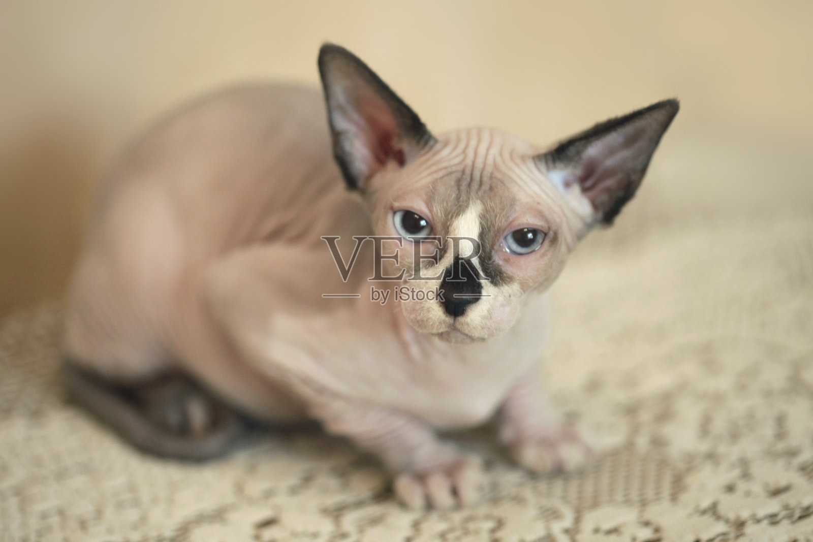 可爱的斯芬克斯猫的肖像照片摄影图片