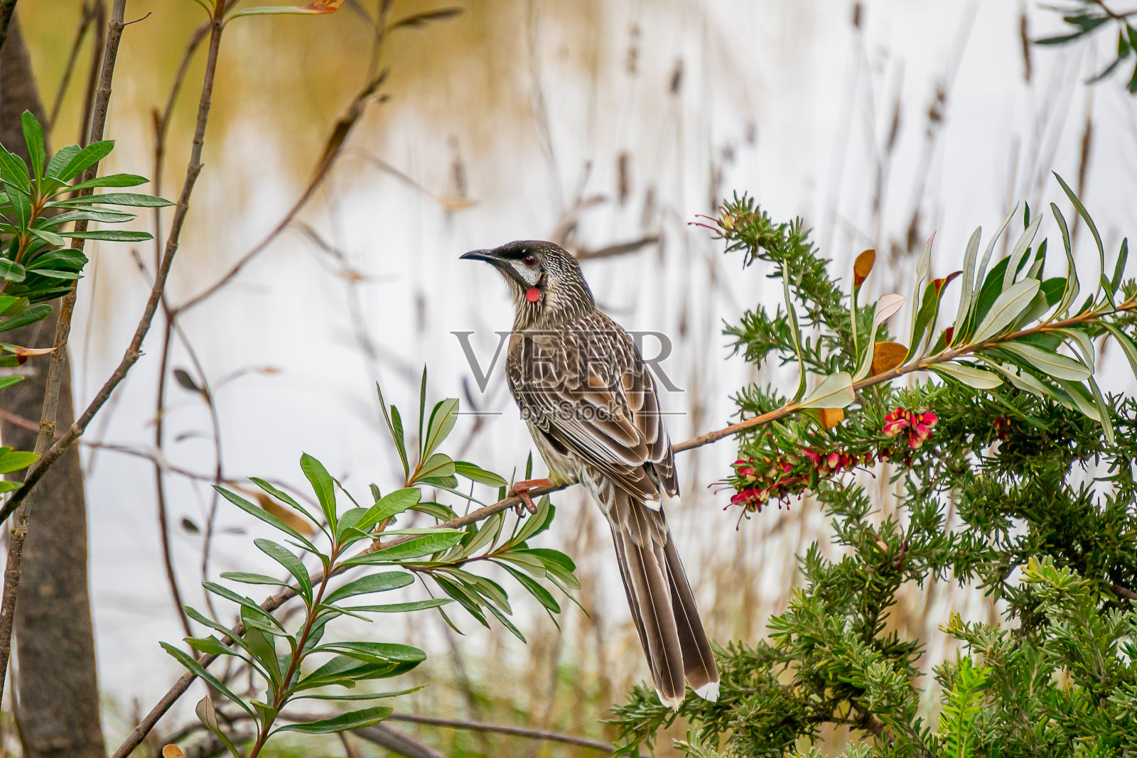 红金合欢鸟正在吃格雷维尔草照片摄影图片