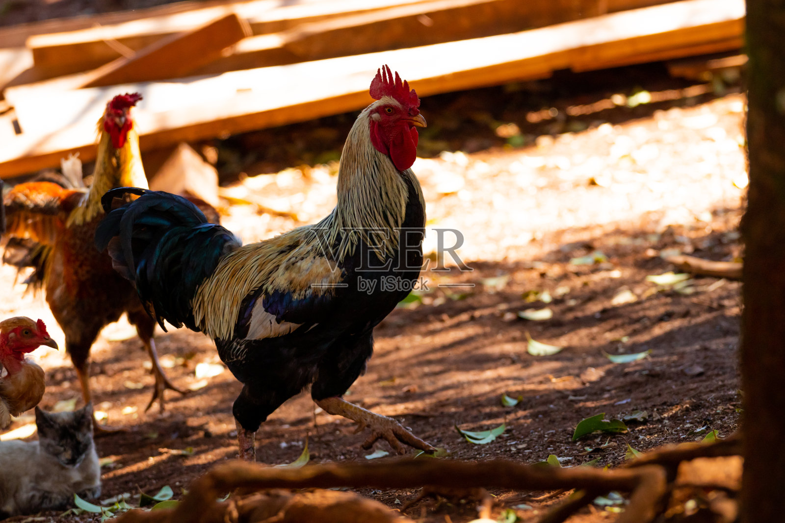农场动物照片摄影图片