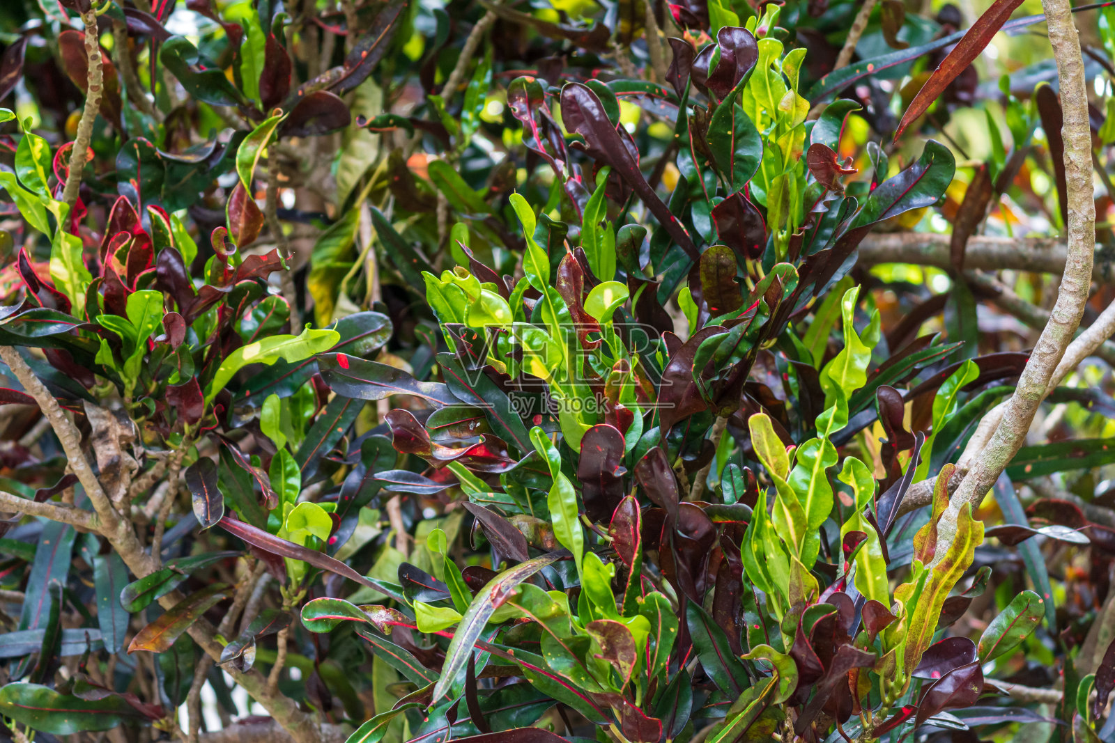 花园巴豆“螺旋”(斑纹Codiaeum variegatum) -戴维，佛罗里达，美国照片摄影图片