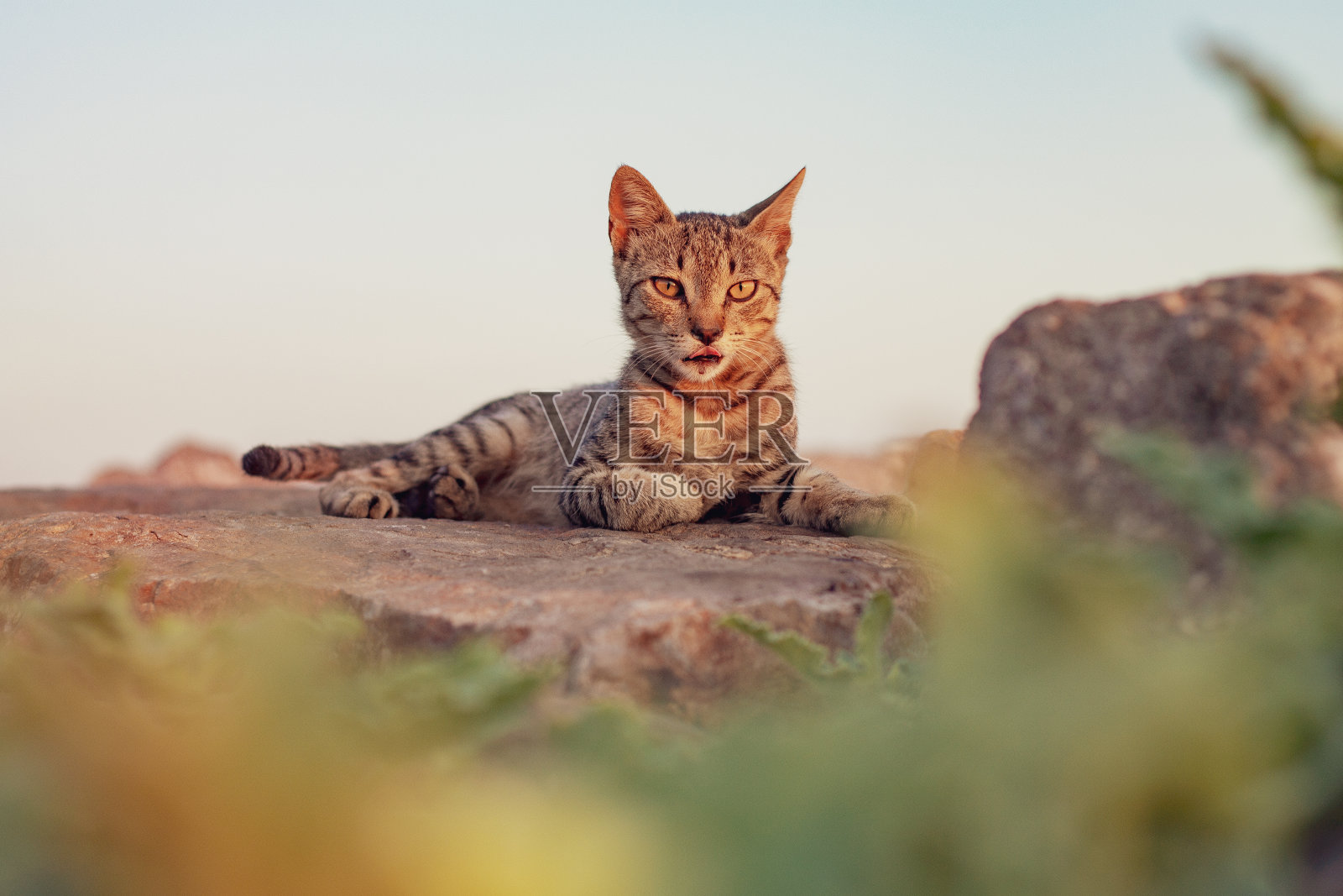 躺在岩石上的虎斑猫照片摄影图片