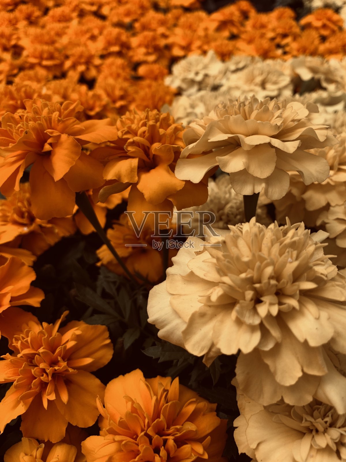 分照片摄影图片