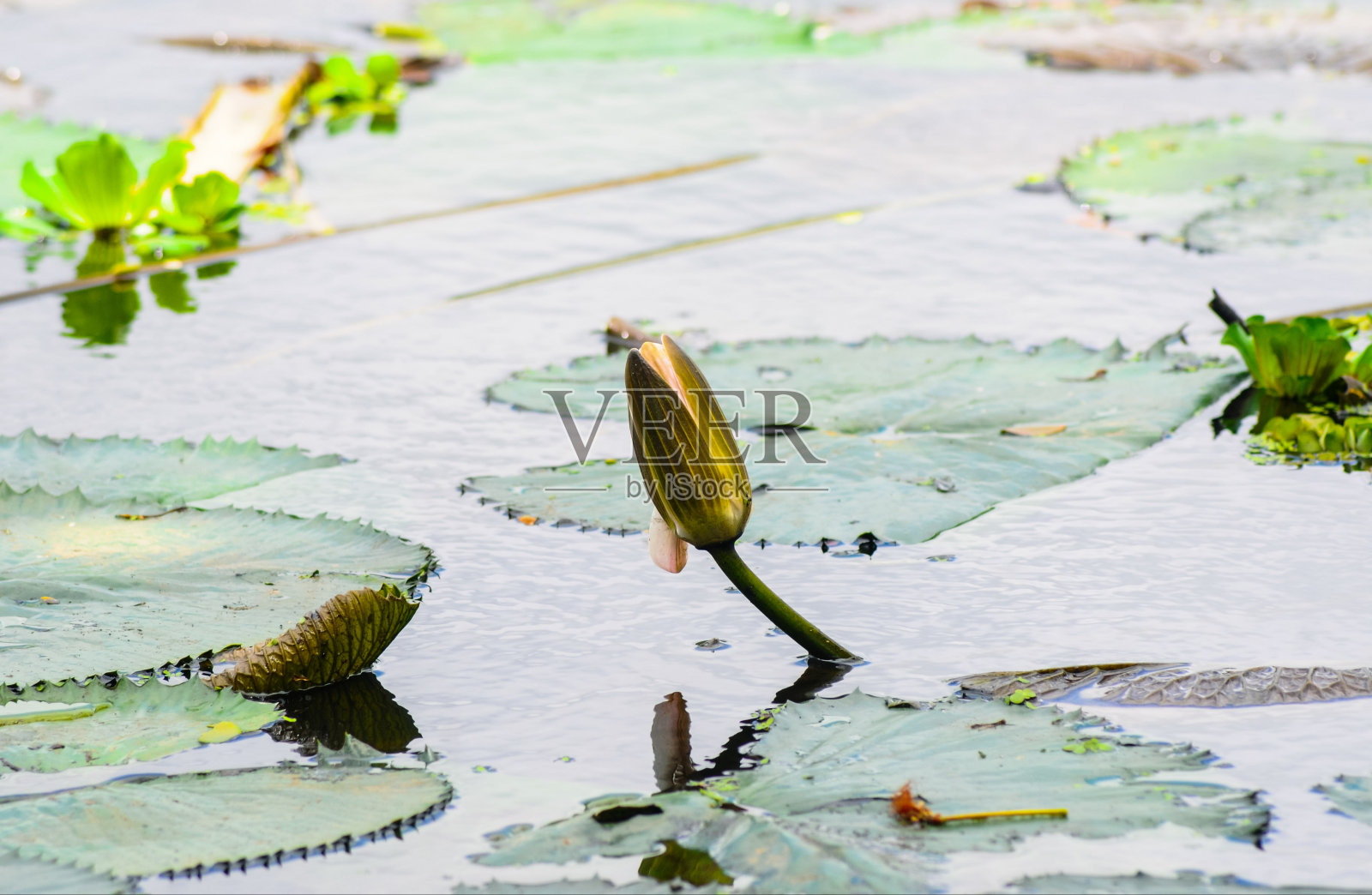 将荷花或睡莲封闭在池塘中，以绿叶为背景。睡莲花做墙纸。照片摄影图片