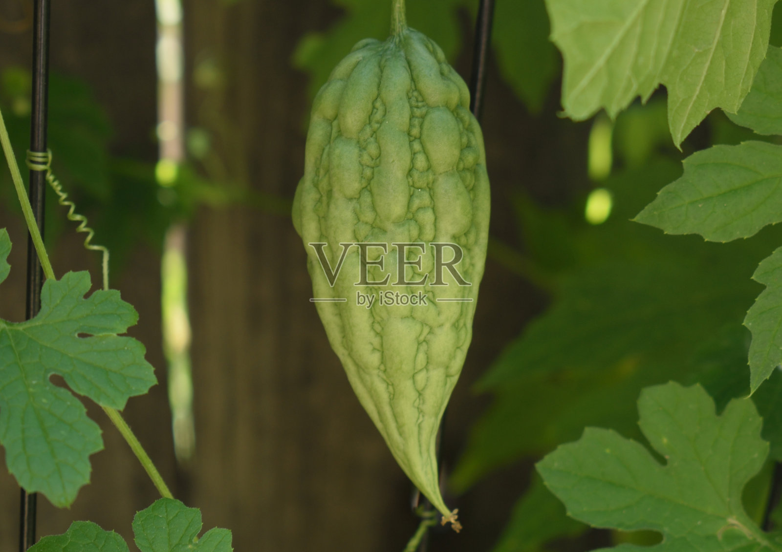 院子里的秋葵照片摄影图片