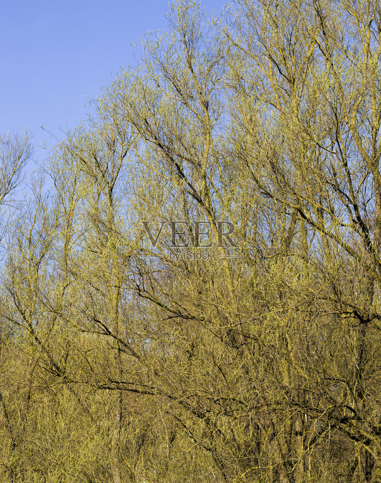 盛开的枫树照片摄影图片