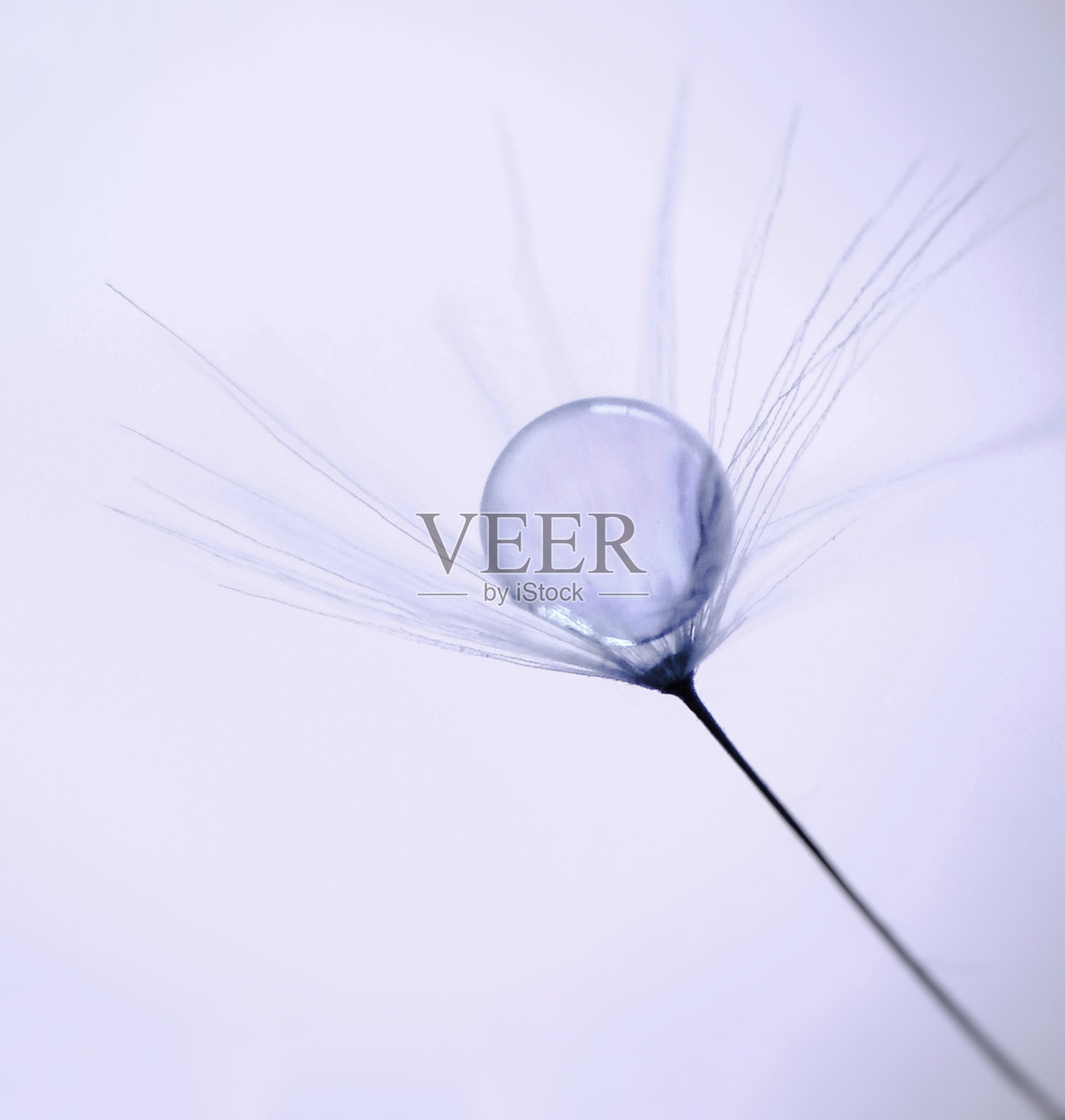 蒲公英种子的水滴照片摄影图片