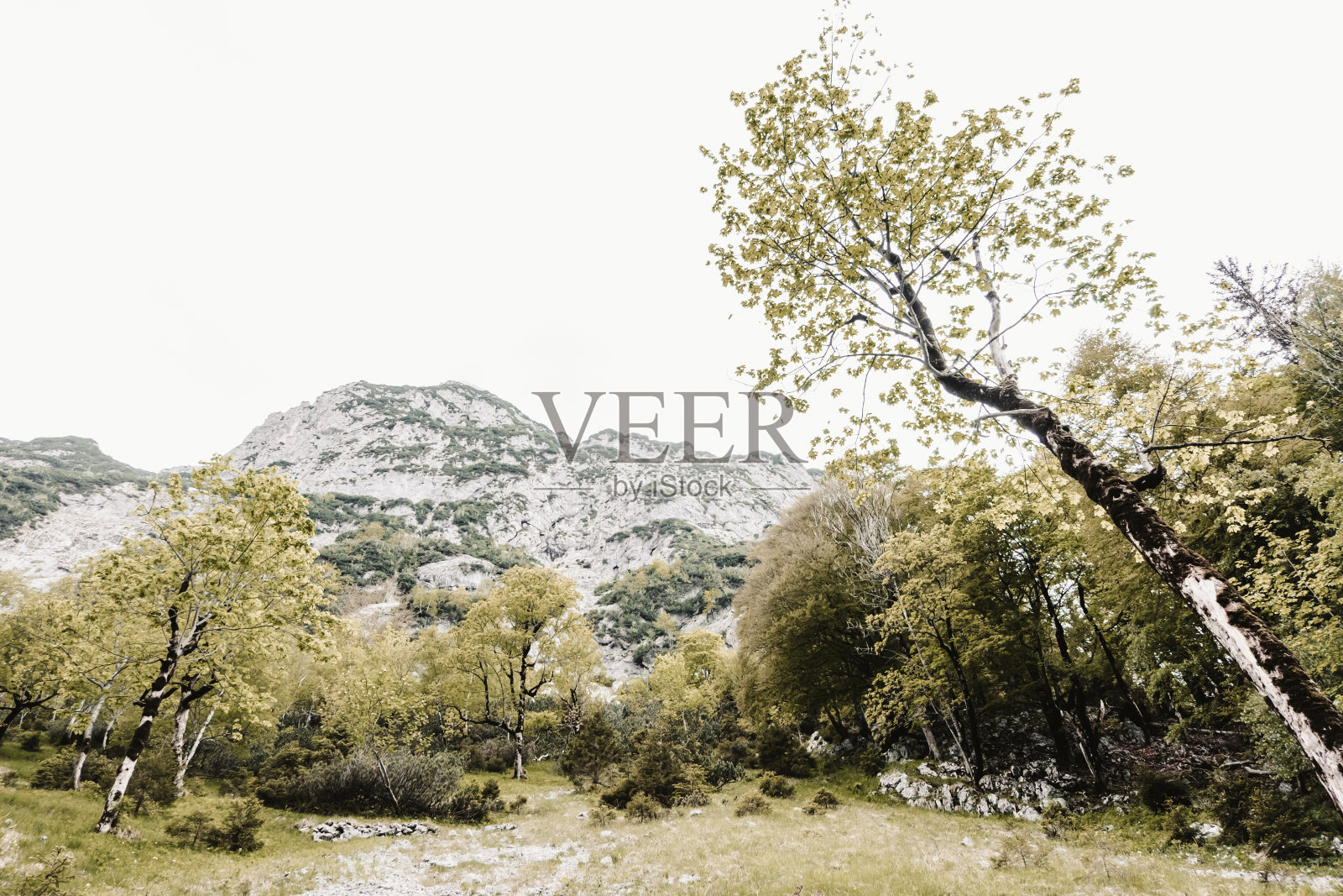 山中的树谷照片摄影图片