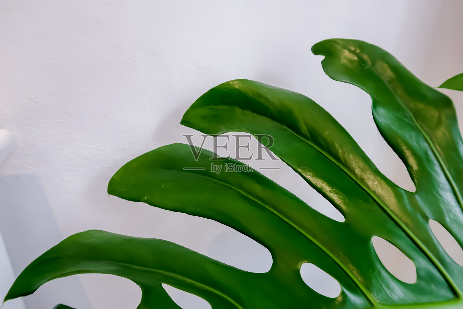 白色混凝土墙上的热带常绿藤蔓，有大量的文字空间。热带的观叶植物照片摄影图片