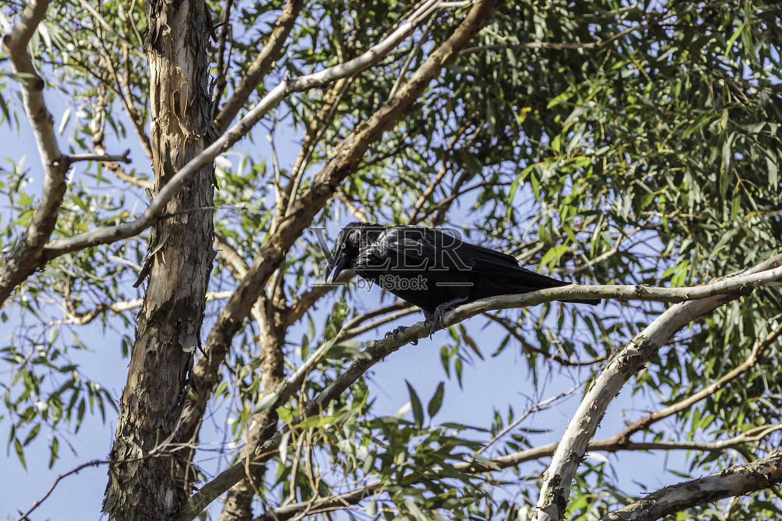 树上的澳大利亚乌鸦照片摄影图片