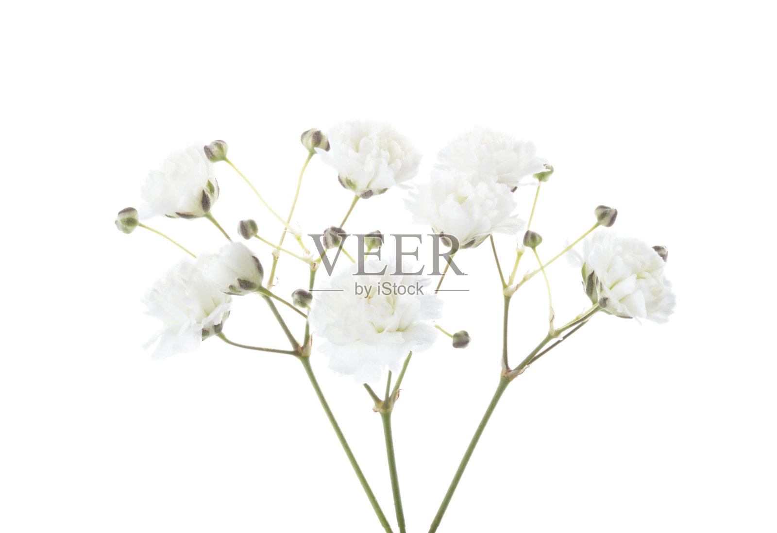 在白色背景上孤立的带有吉普赛花的小树枝照片摄影图片