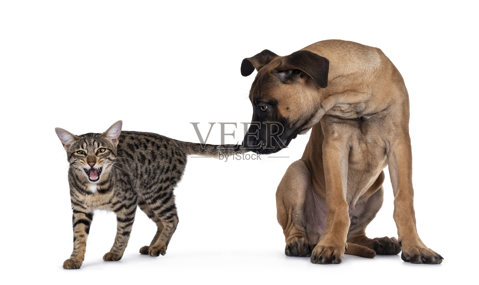 短暂的775543010照片摄影图片