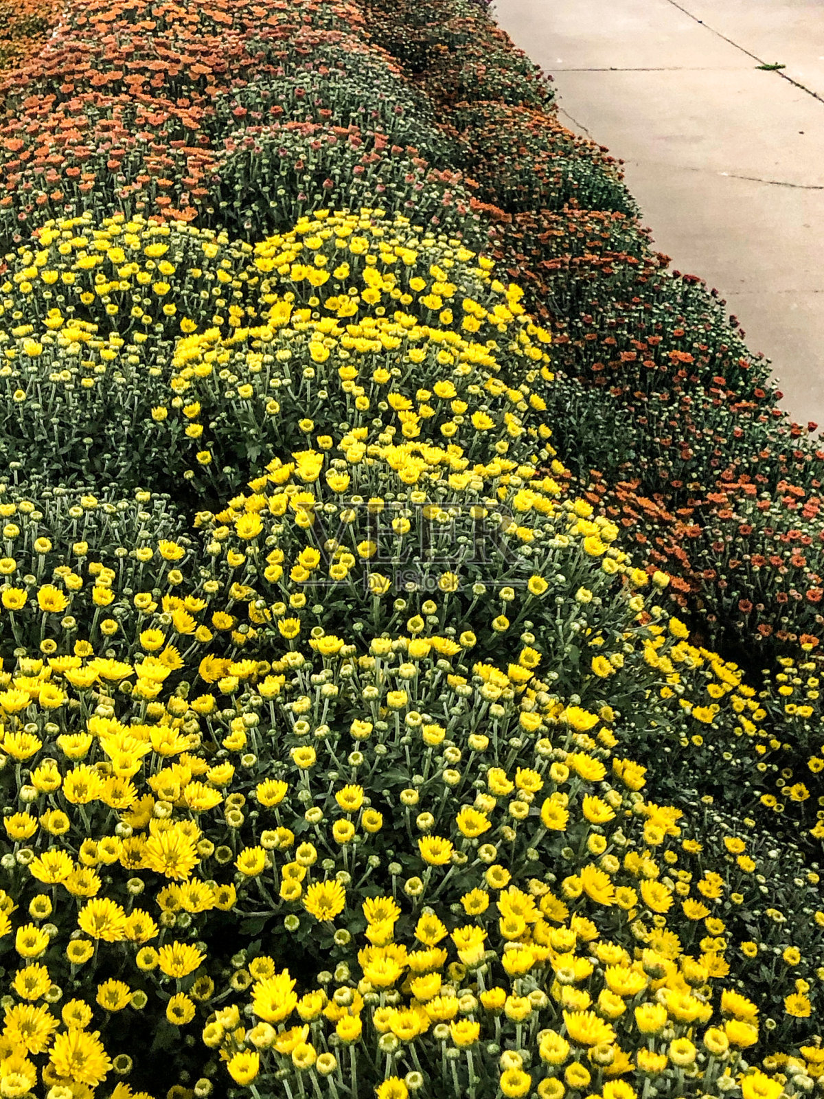 花店里五颜六色的秋妈妈花照片摄影图片