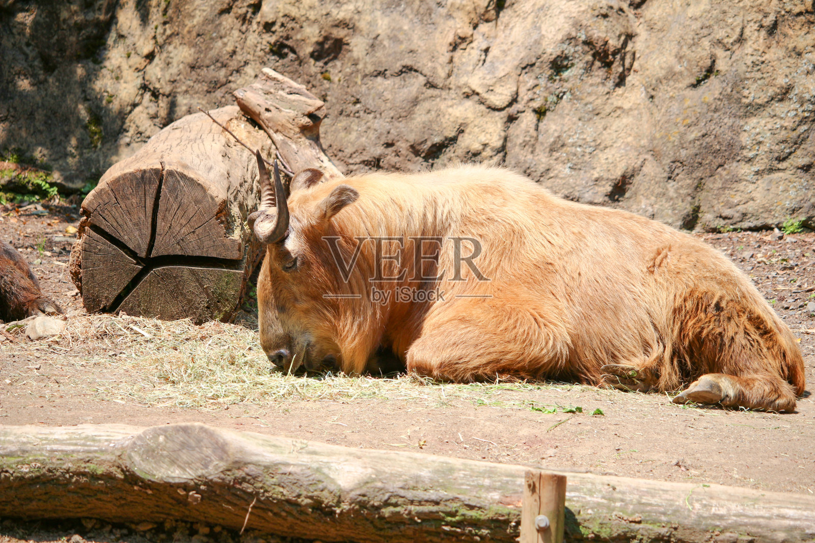 格努山羊照片摄影图片
