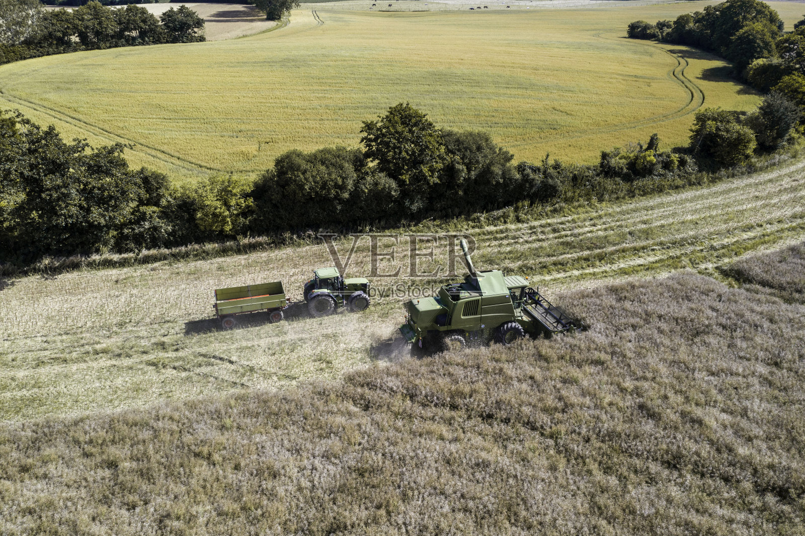 油菜籽收获照片摄影图片
