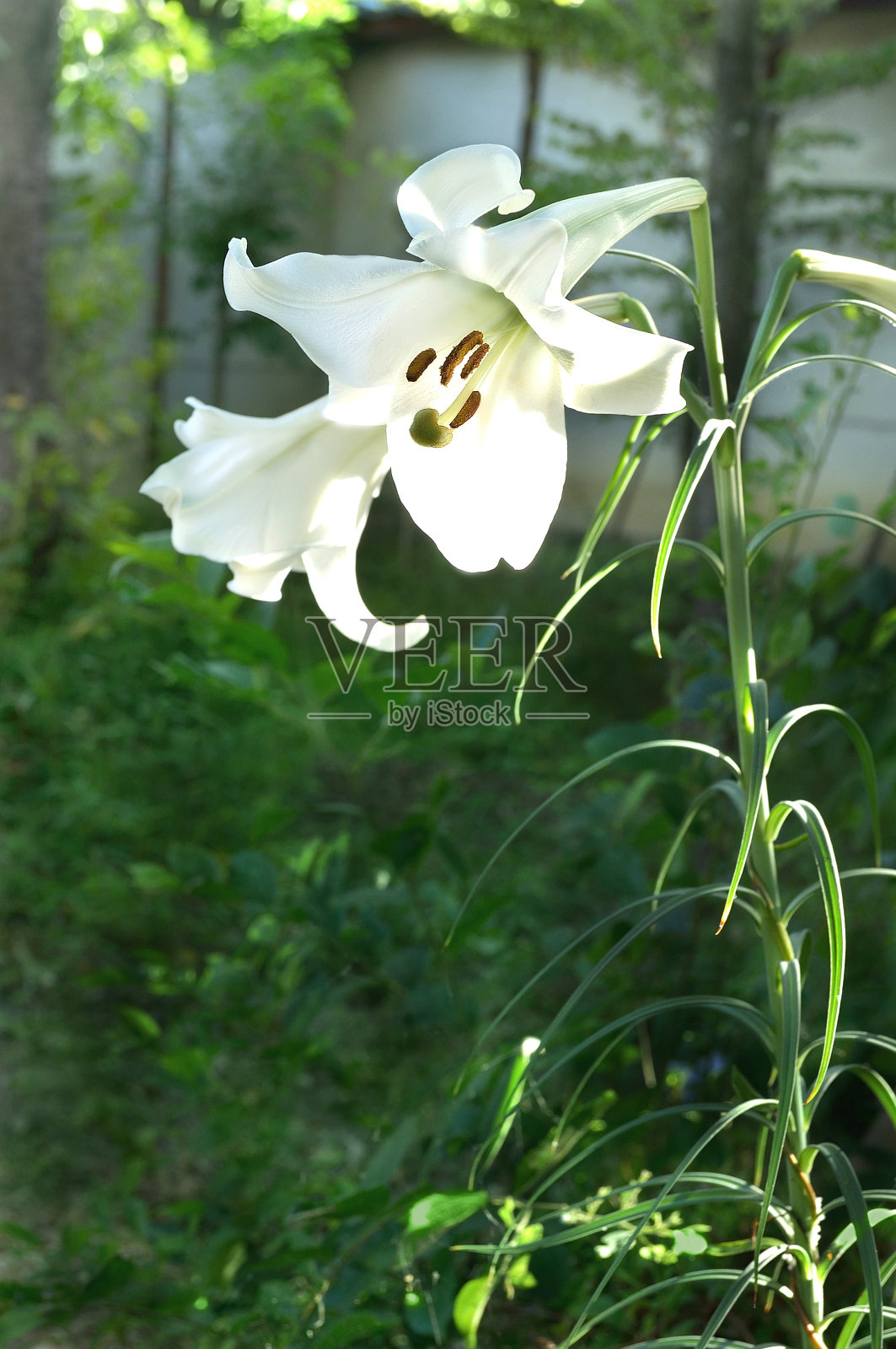 阳光照亮了白百合照片摄影图片