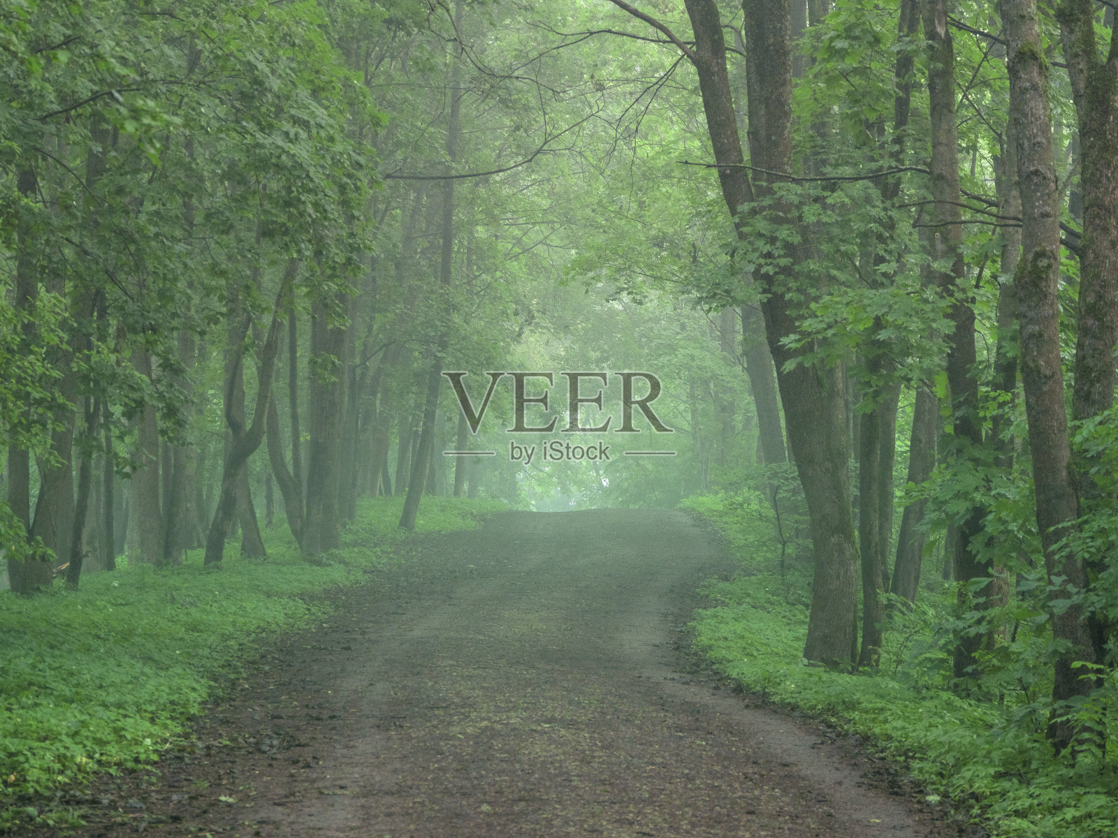 清晨森林里一条薄雾缭绕的路照片摄影图片