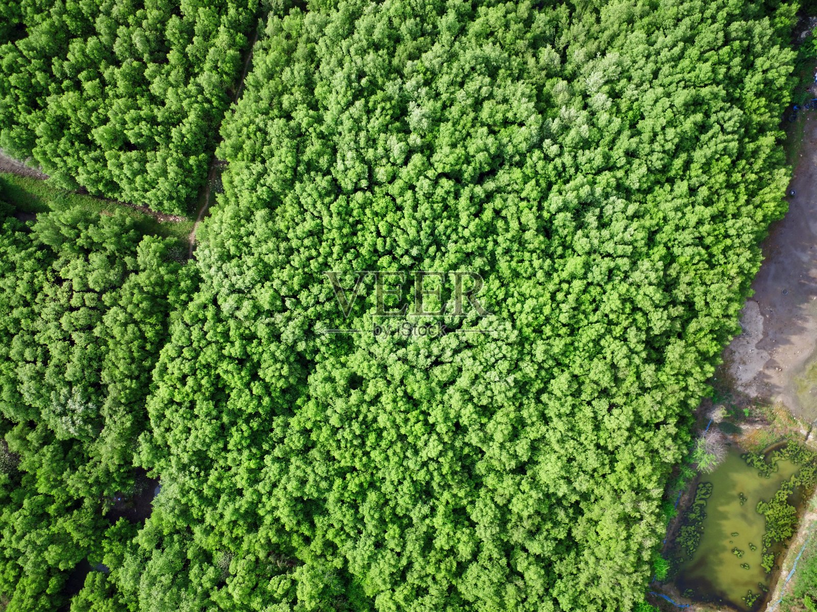 红树林鸟瞰图摄影无人机照片摄影图片