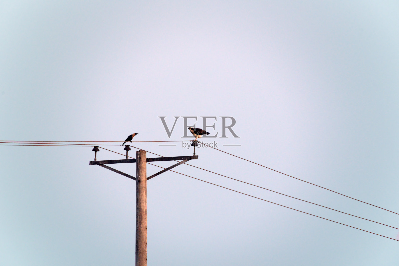 鸟在电线照片摄影图片