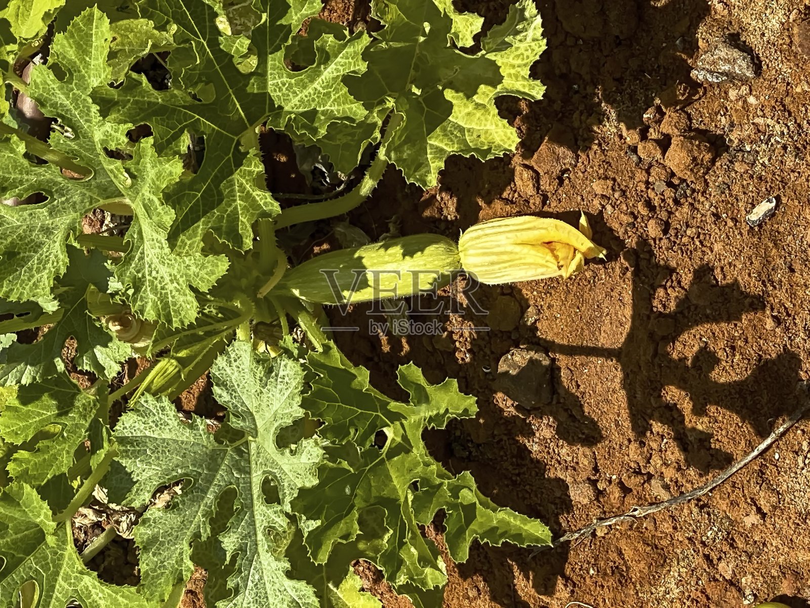 夏日花园里的黄色西葫芦花照片摄影图片