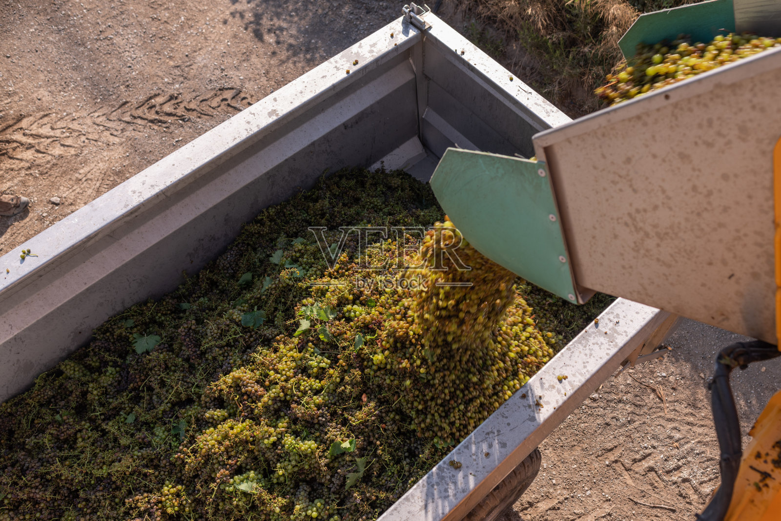 用于葡萄酒生产的收获葡萄。科西嘉岛照片摄影图片