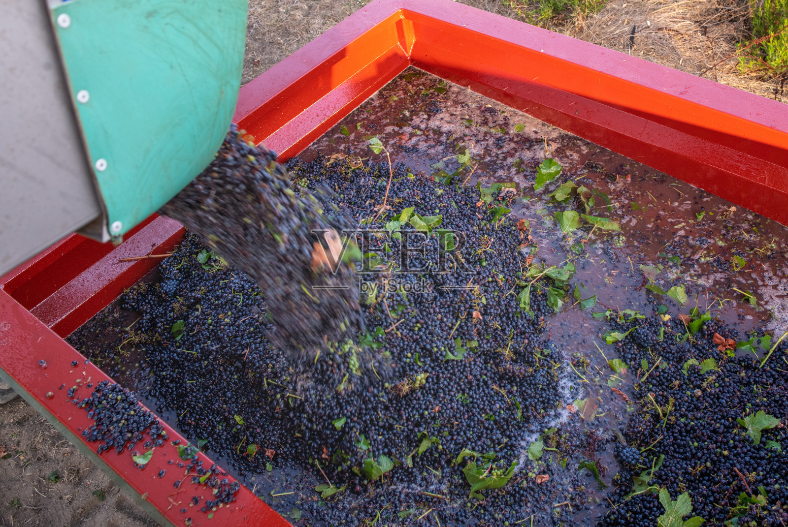 用于葡萄酒生产的收获葡萄。科西嘉岛照片摄影图片