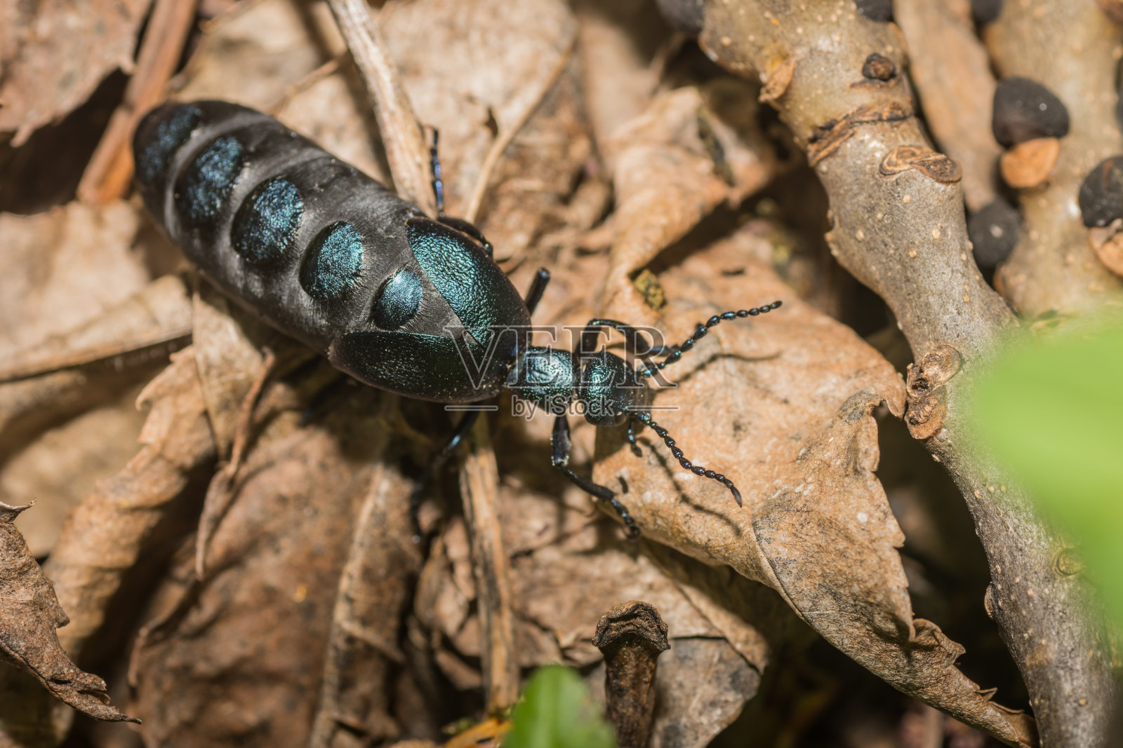 嘶嘶声黑色凯富照片摄影图片