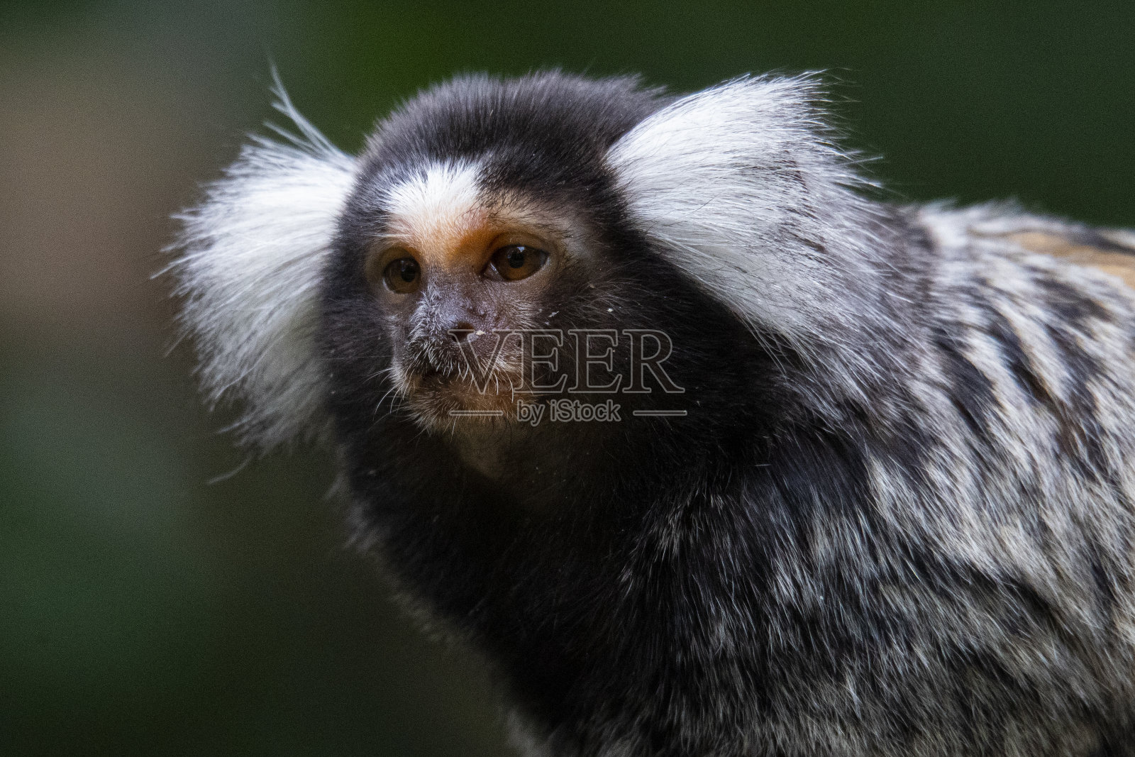 常见的绒猴照片摄影图片