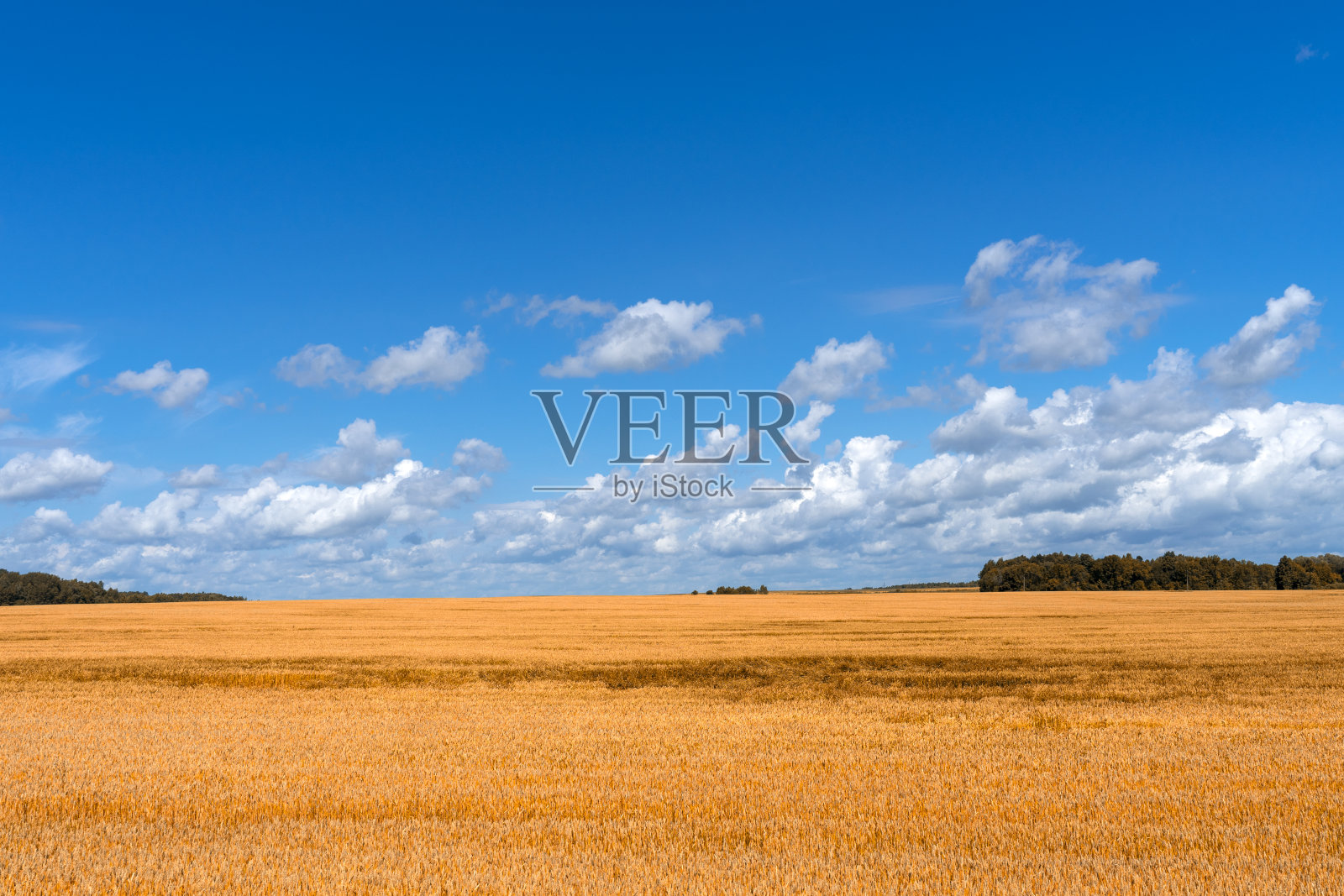 夏日美丽的天空下金色的麦田照片摄影图片