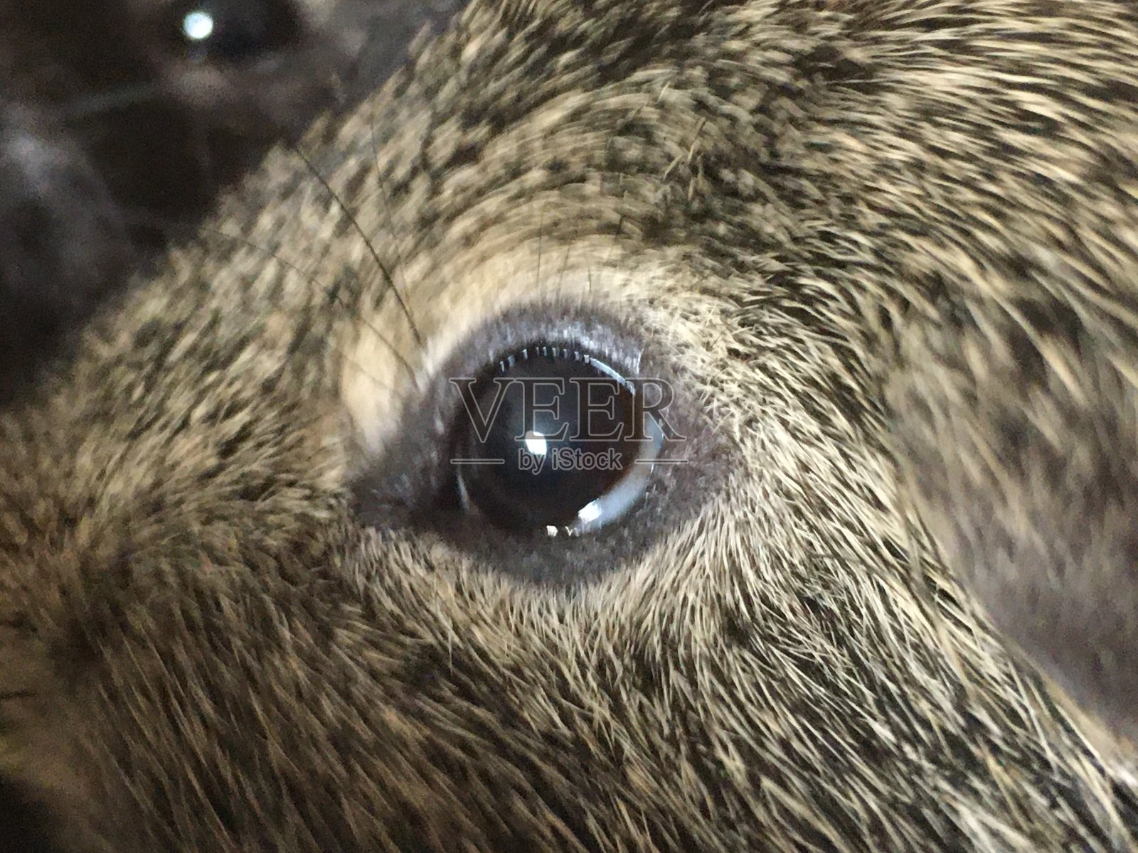 天竺鼠的爱，宠物的爱，爱，幸福，在一起照片摄影图片