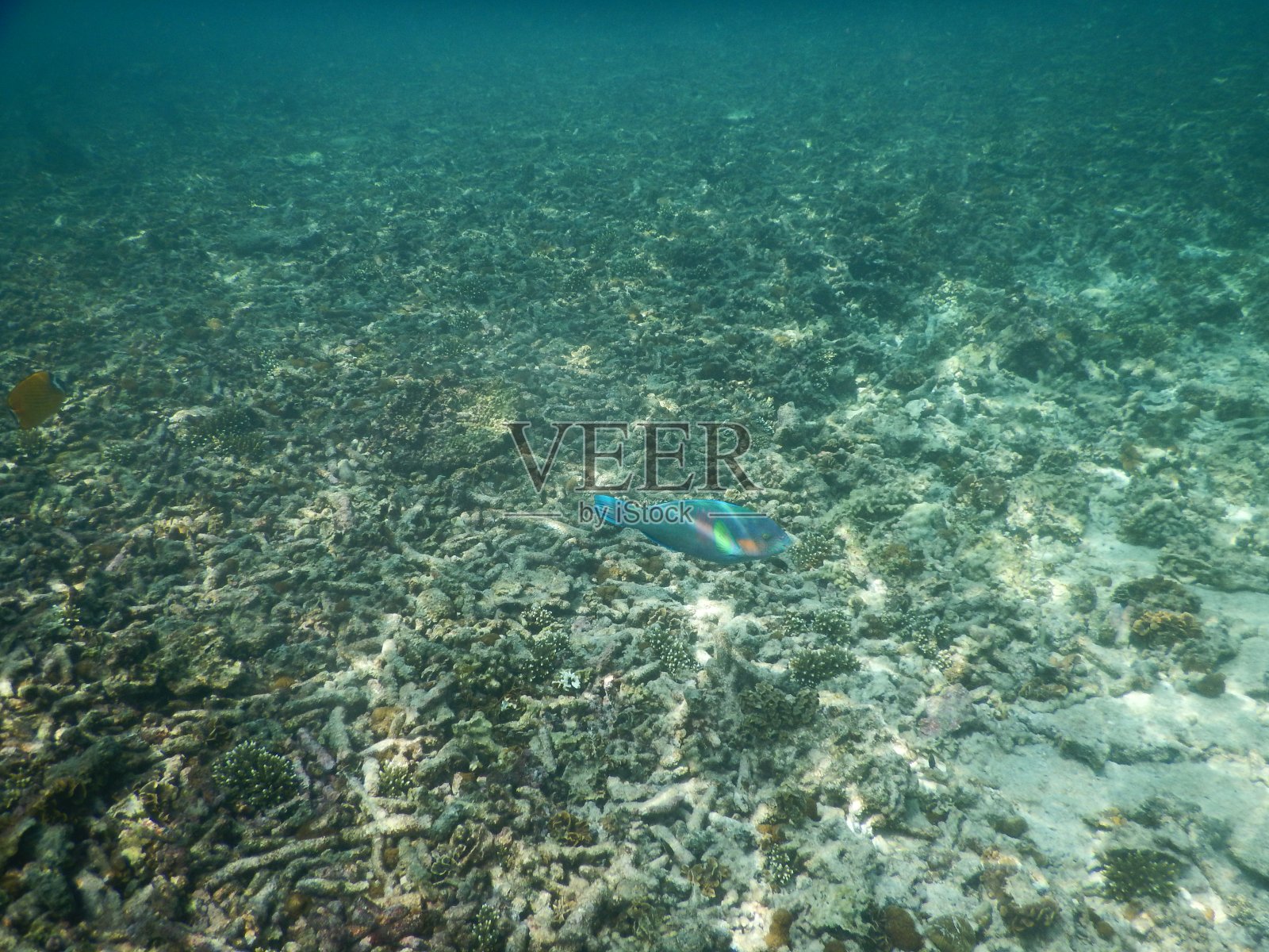 在Koh nang yuan的鱼照片摄影图片