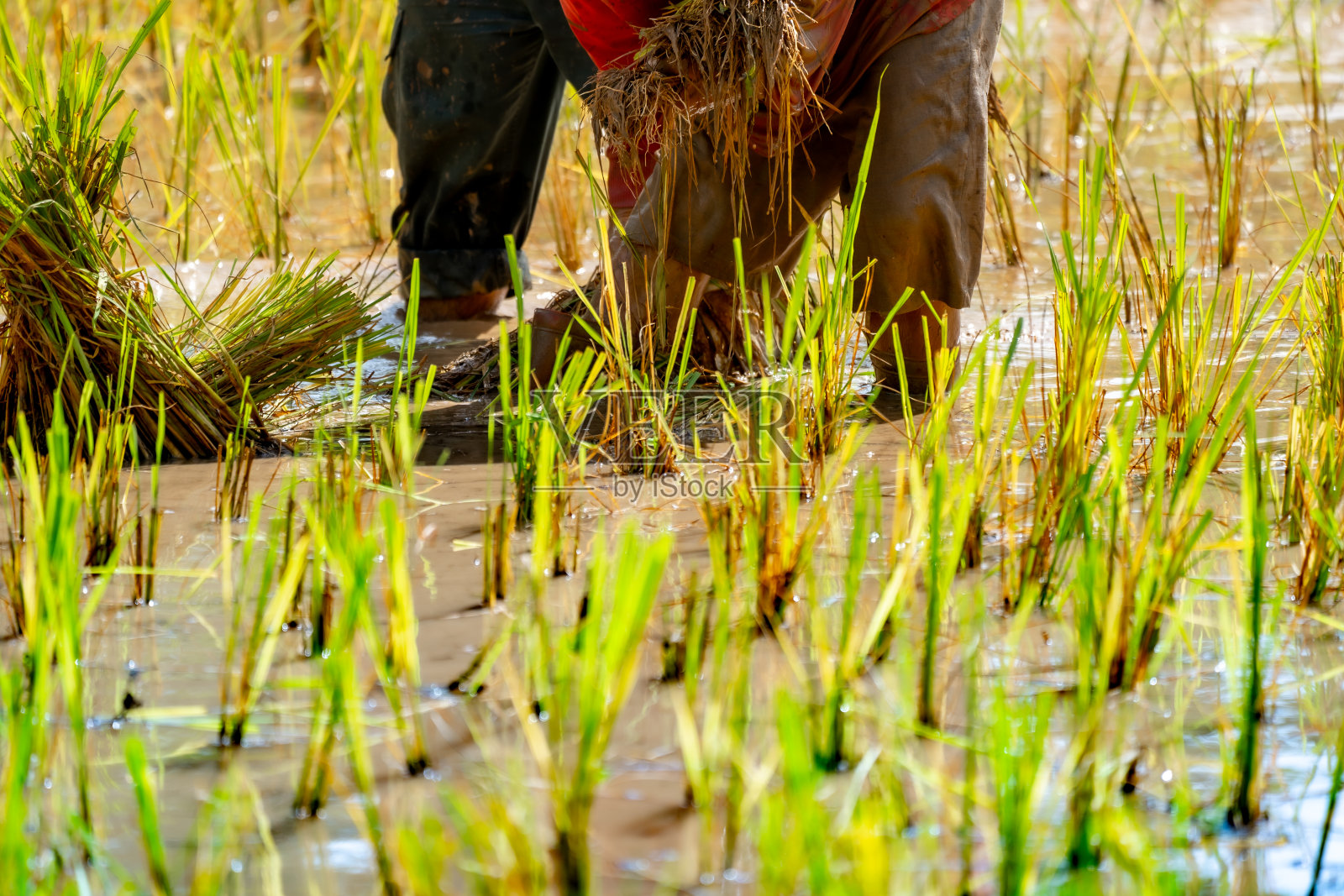 田间种植水稻，农村有机农业照片摄影图片