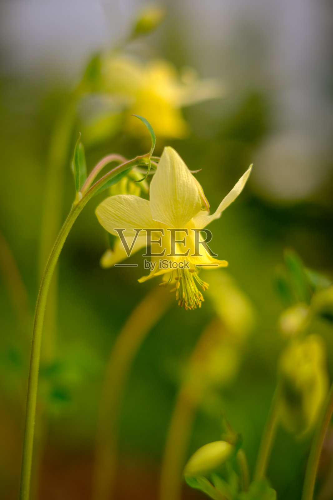 获得焦点的耧斗菜。照片摄影图片