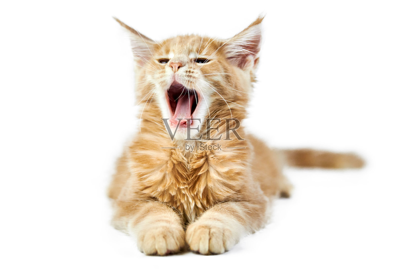 一只喵喵叫的缅因猫，与世隔绝照片摄影图片