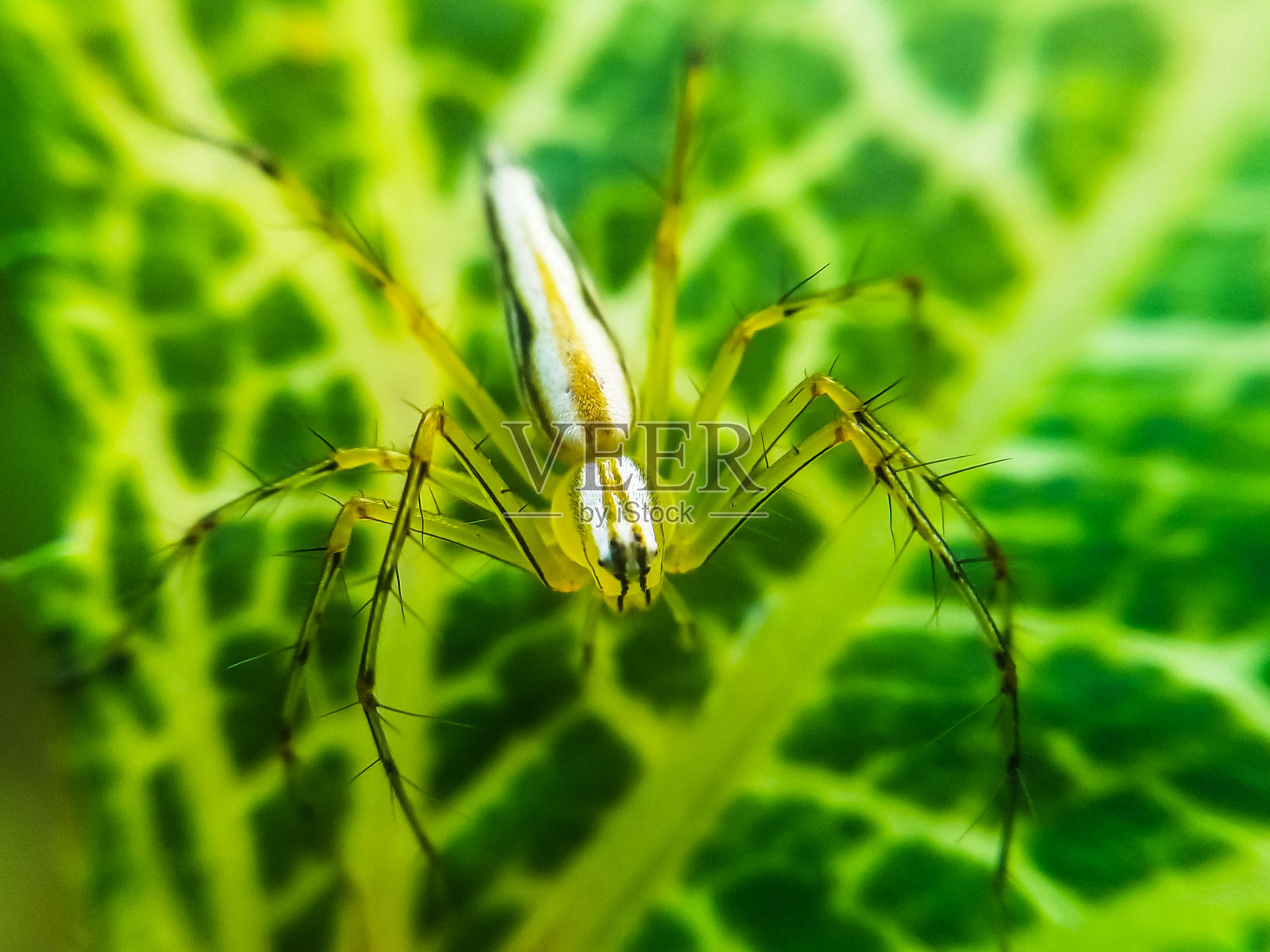 蜘蛛坐在绿色背景的绿叶上。孤立。照片摄影图片