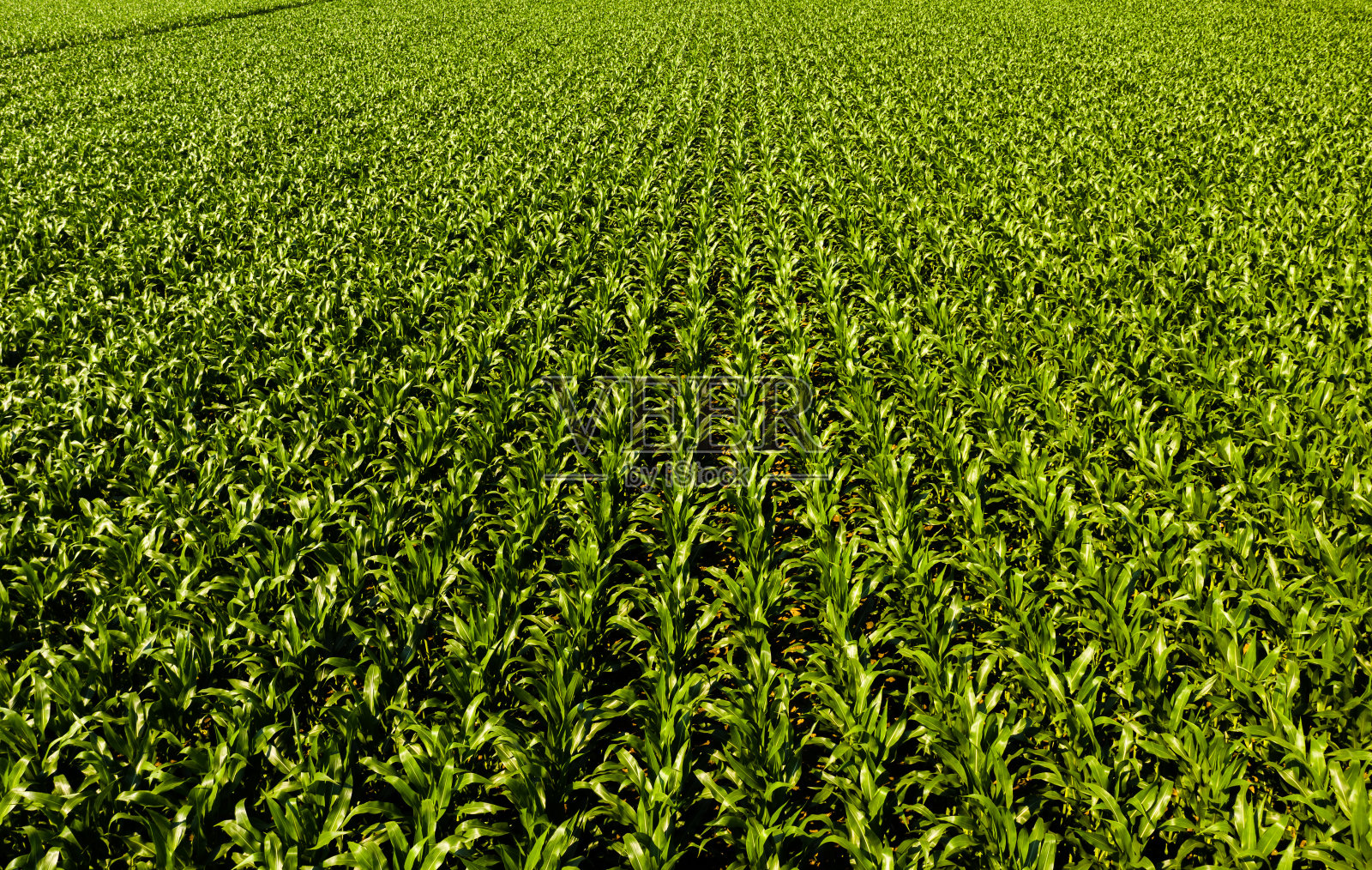 奥地利玉米植株的低空航拍照片照片摄影图片