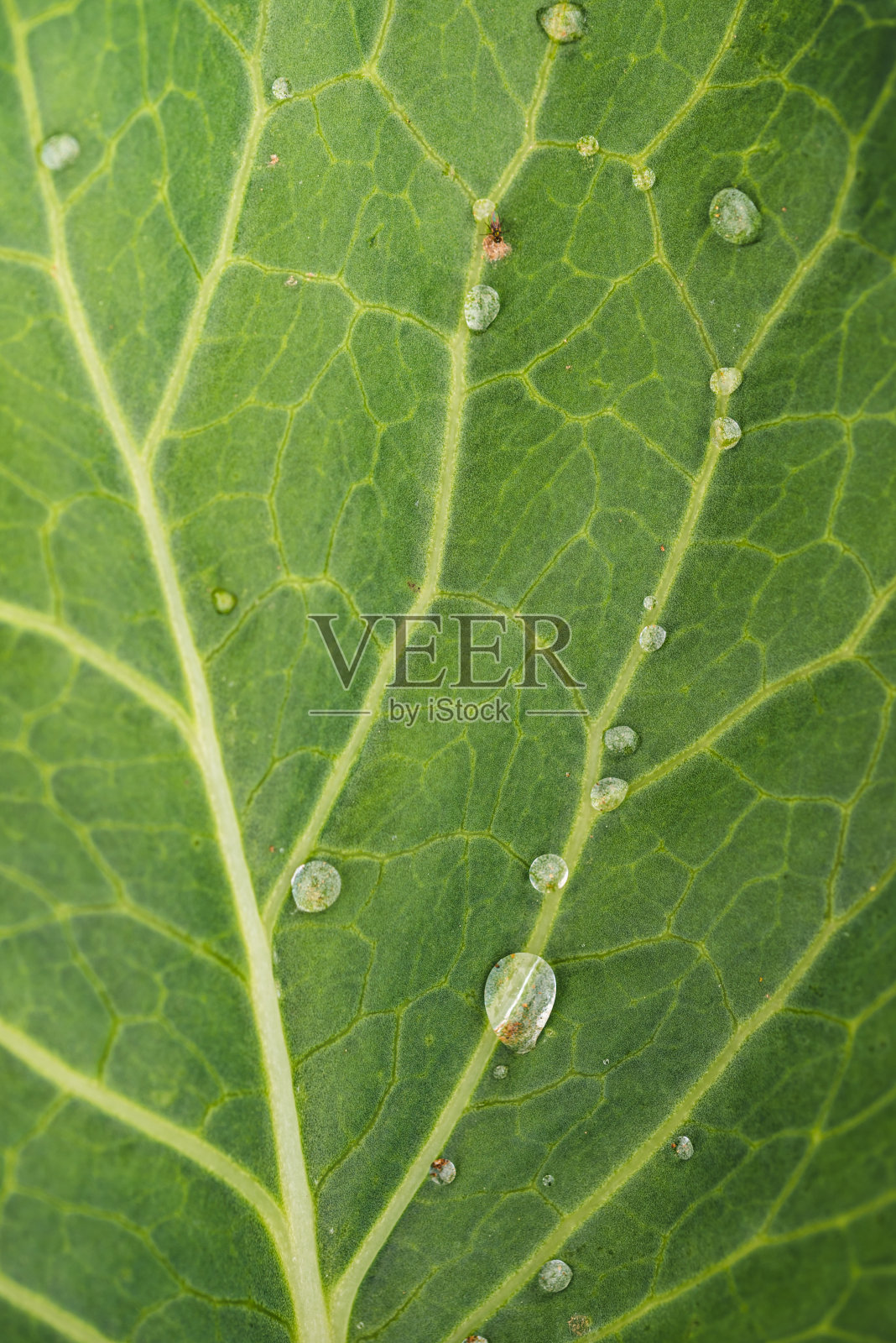 以自然界中卷心菜的叶子为背景照片摄影图片