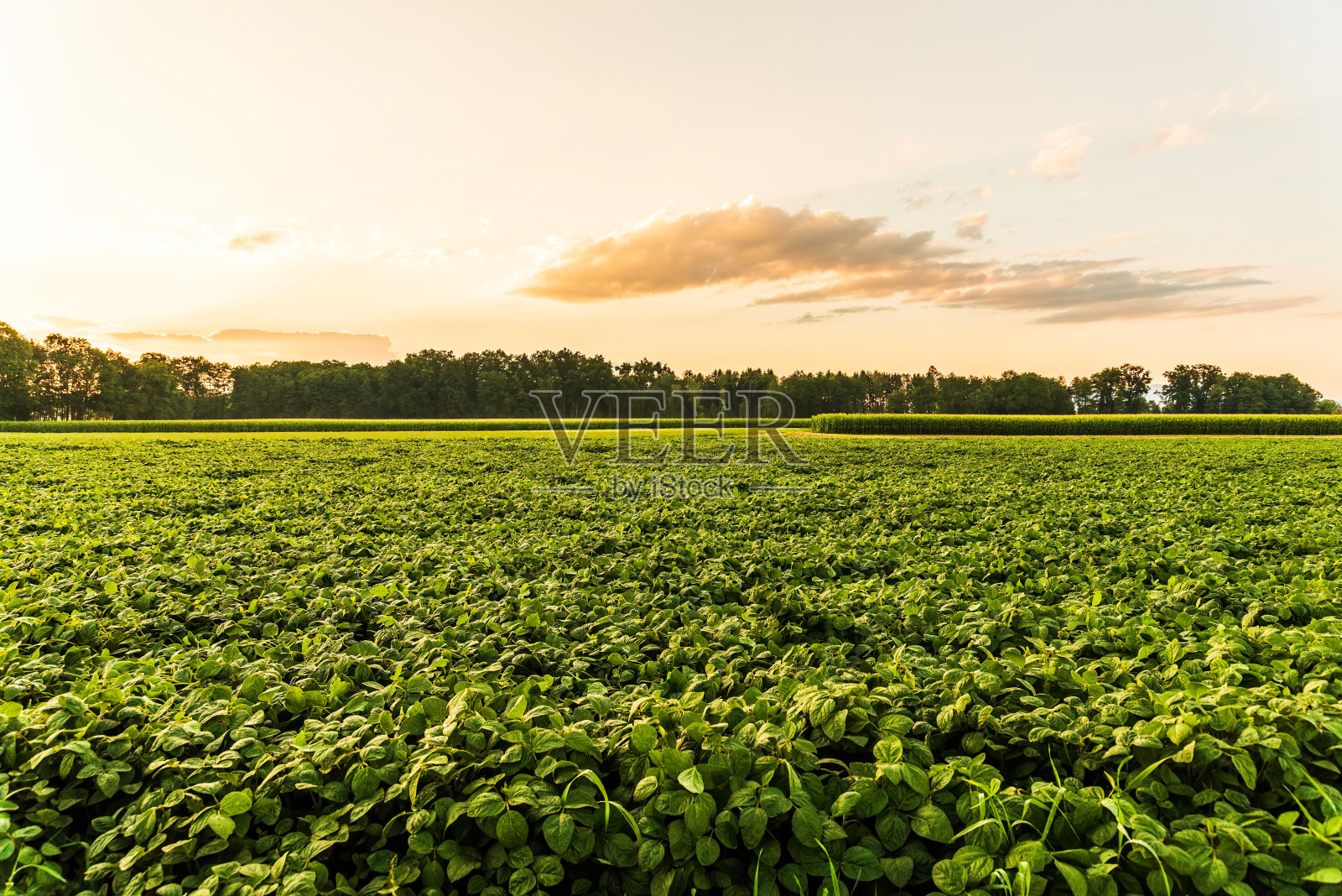 晚霞中的新鲜的绿色大豆田。照片摄影图片