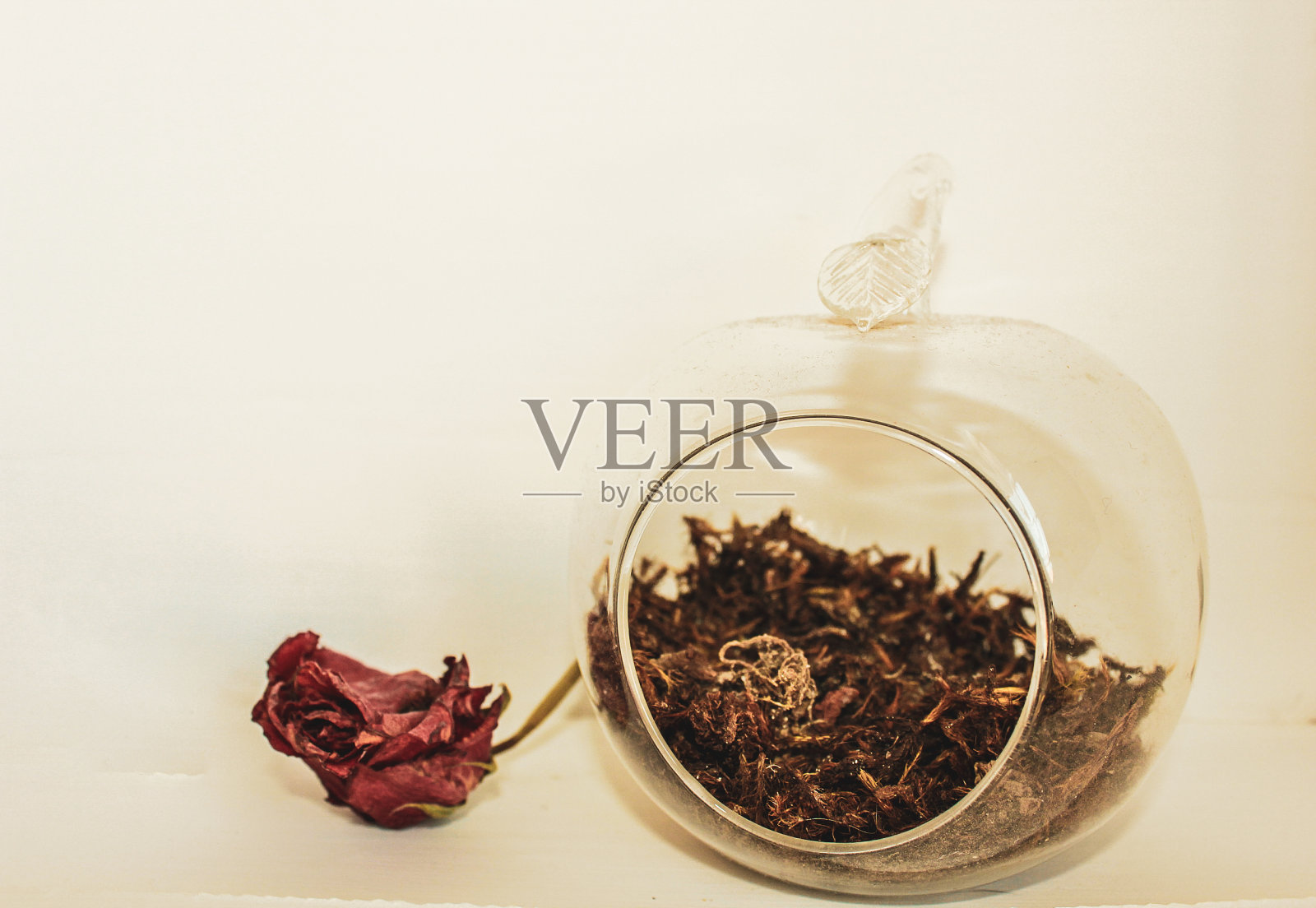 死去的玫瑰照片摄影图片