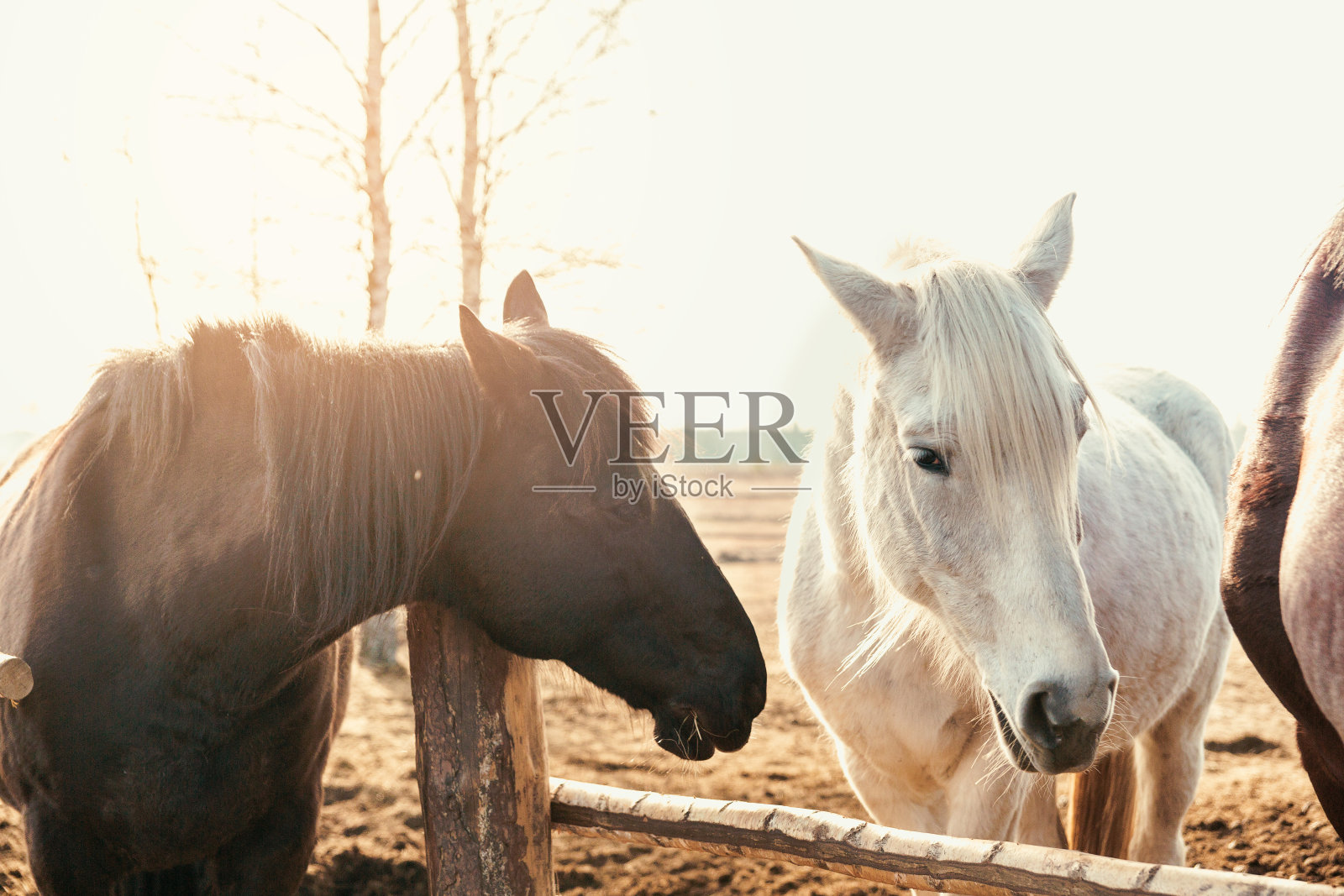一匹乡下的马在木篱笆后面吃干草照片摄影图片