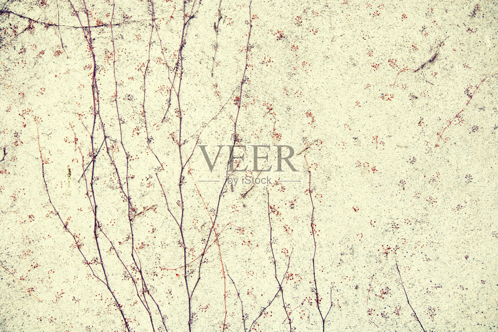 植物生长在石墙的背景照片摄影图片