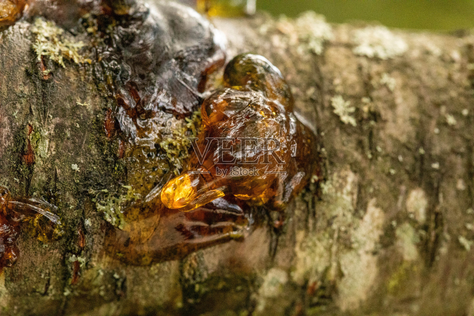 樱桃树树脂/树泪照片摄影图片