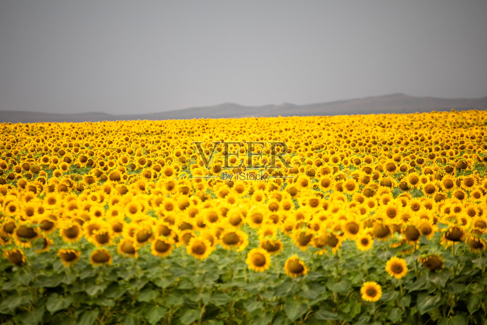 黄色鲜艳的向日葵花在一大片田野上照片摄影图片
